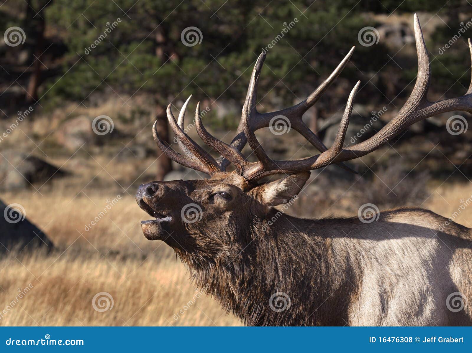 elk bugling
