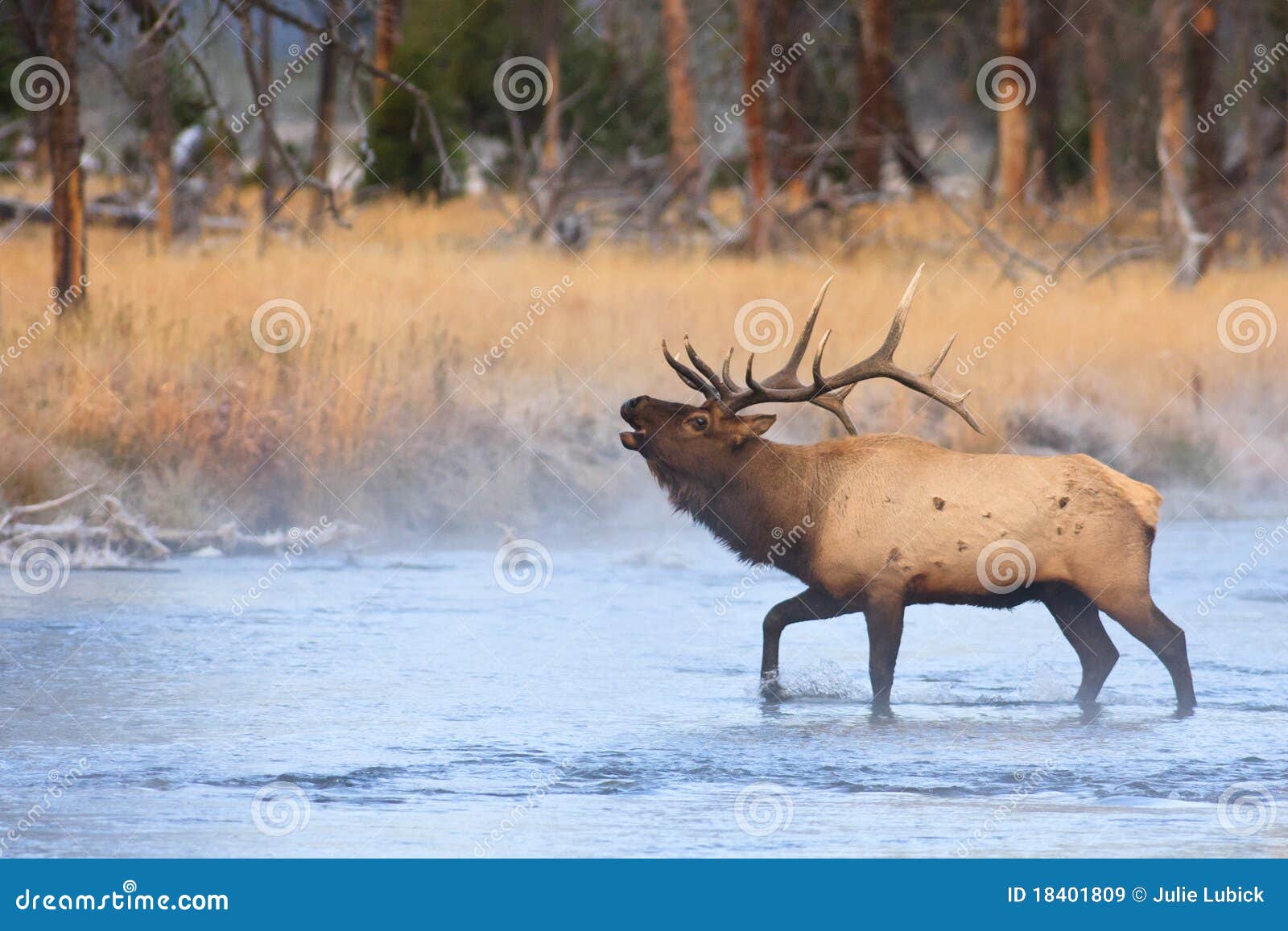 elk bugling while crossing river