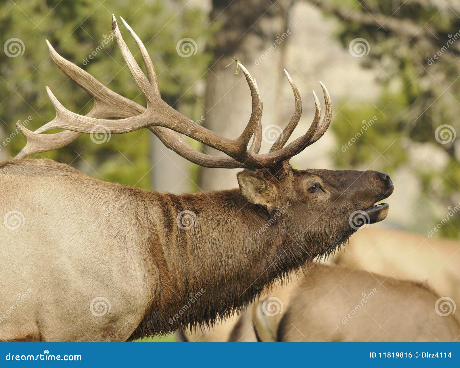 elk calling