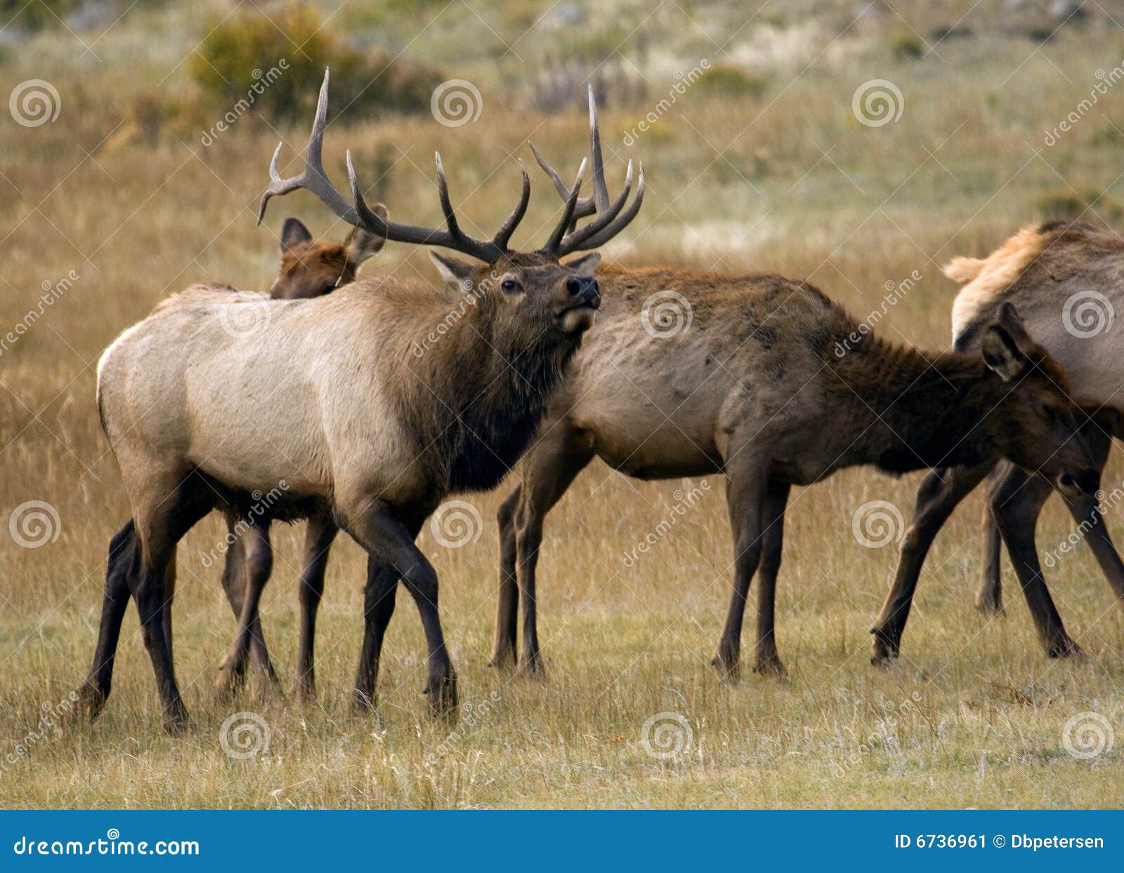 bull elk calling bull elk calling