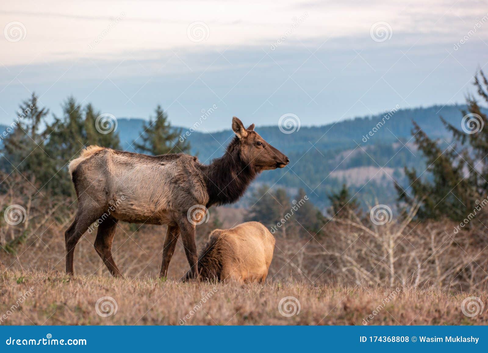 Elk On The Cascade Head Preserve On The Oregon Coast Stock Photo