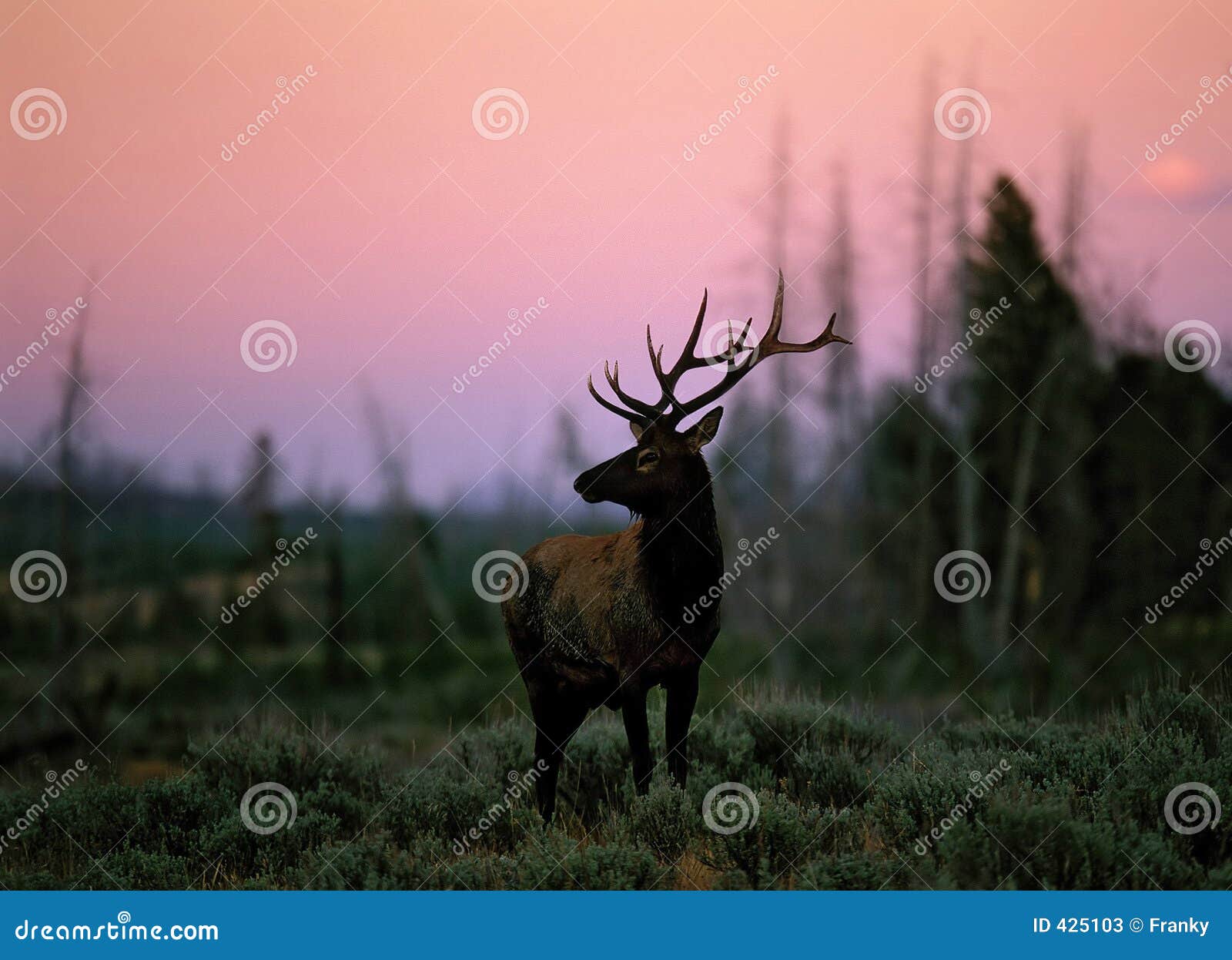 elk (cervus canadensis), wyoming