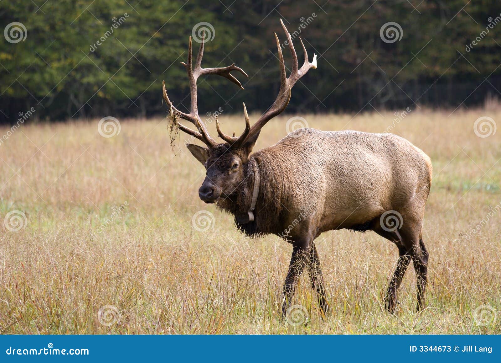 elk in the field