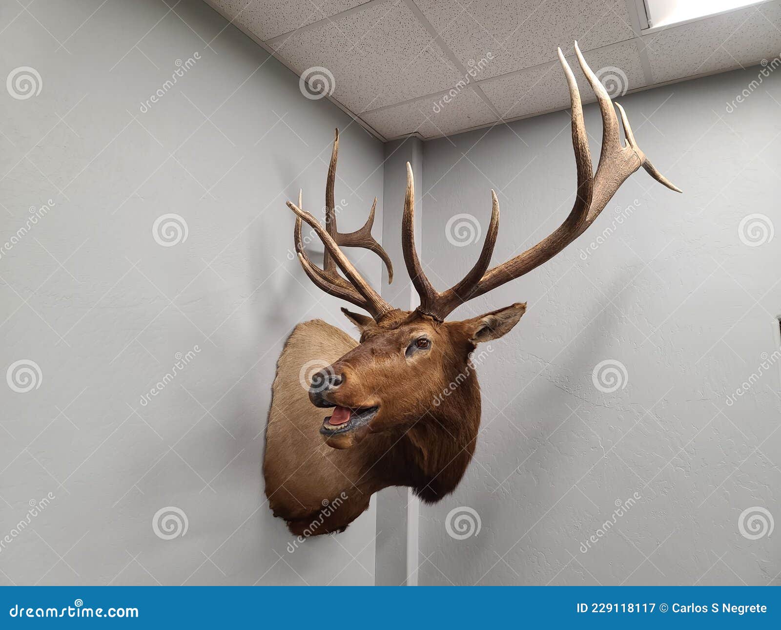 Elk Head Taxadermy stock image. Image of branch, taxadermy 229118117
