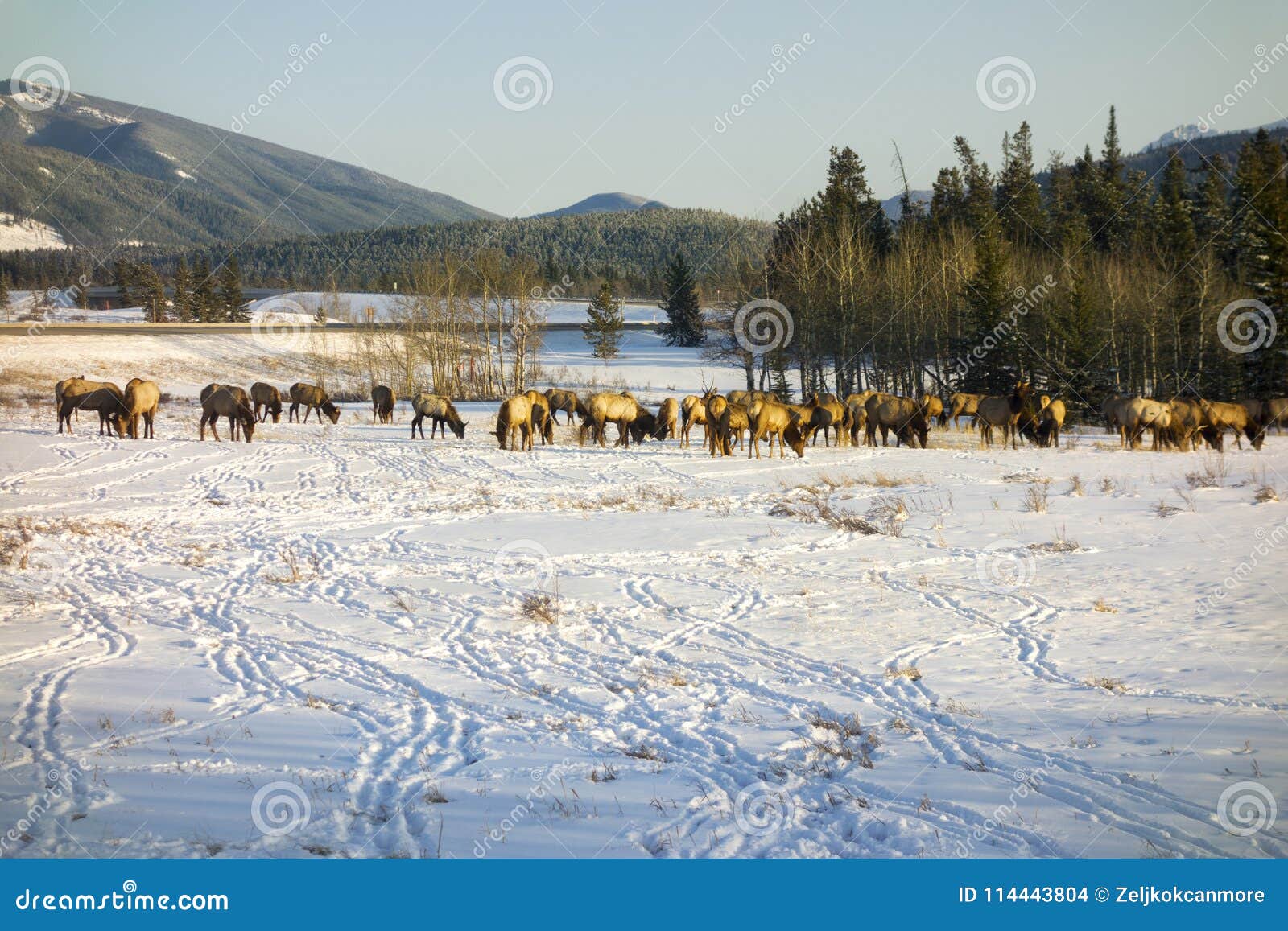 elk herd feeding in early springtime on snow covered alberta foothills