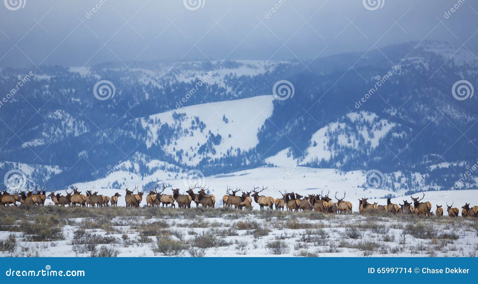 elk herd