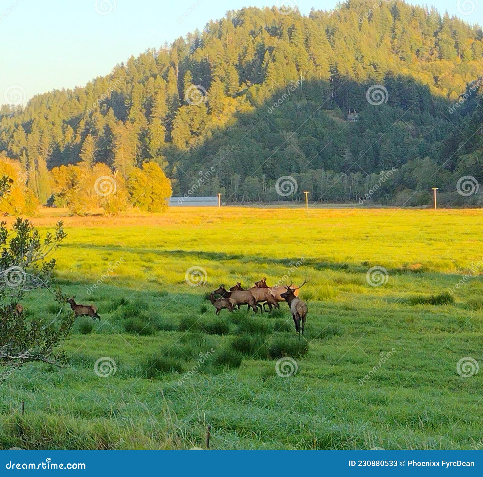 Elk Herd on the Oregon Coast Stock Image Image of coast, wildlife