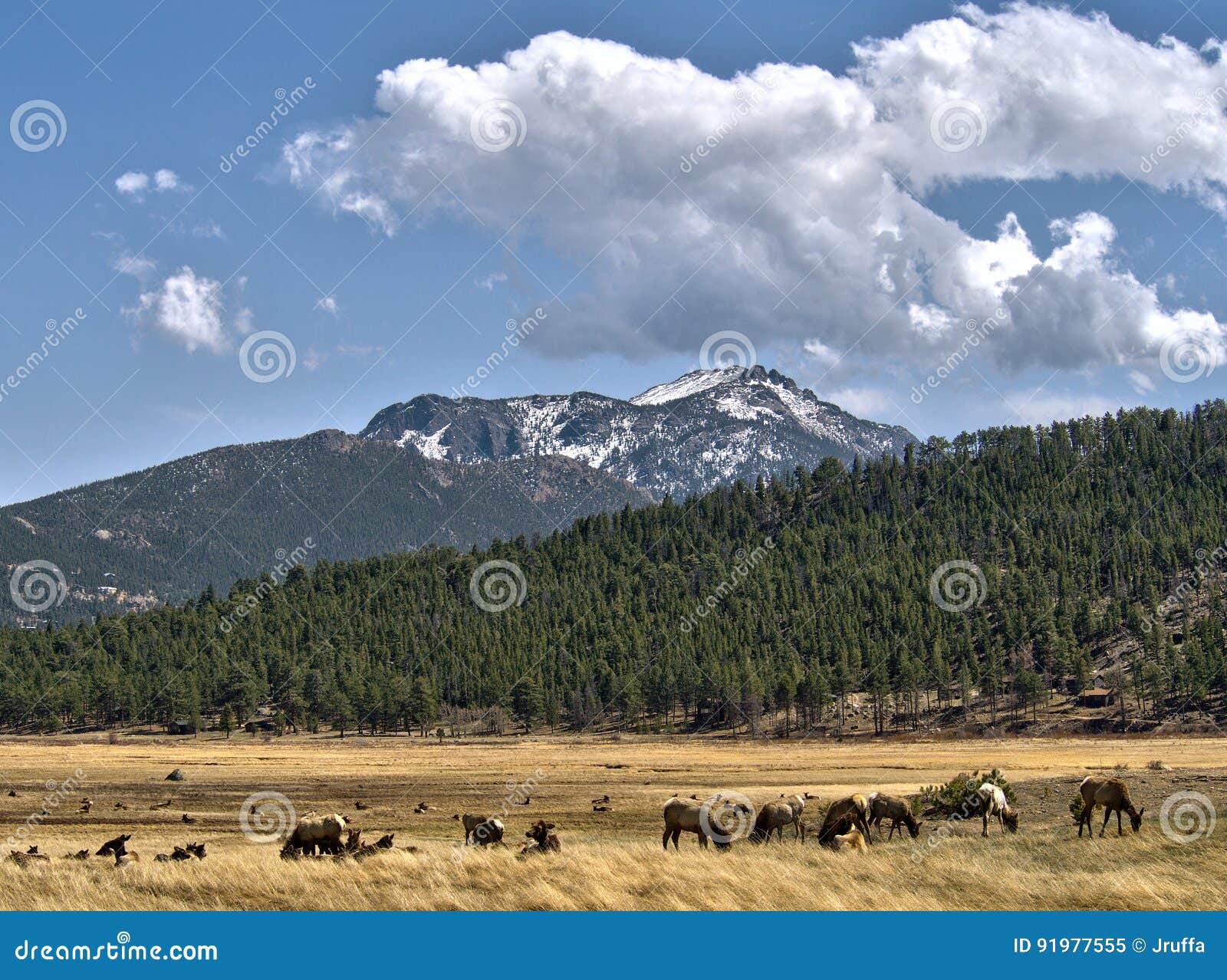 elk herd and rocky mountain national park vista