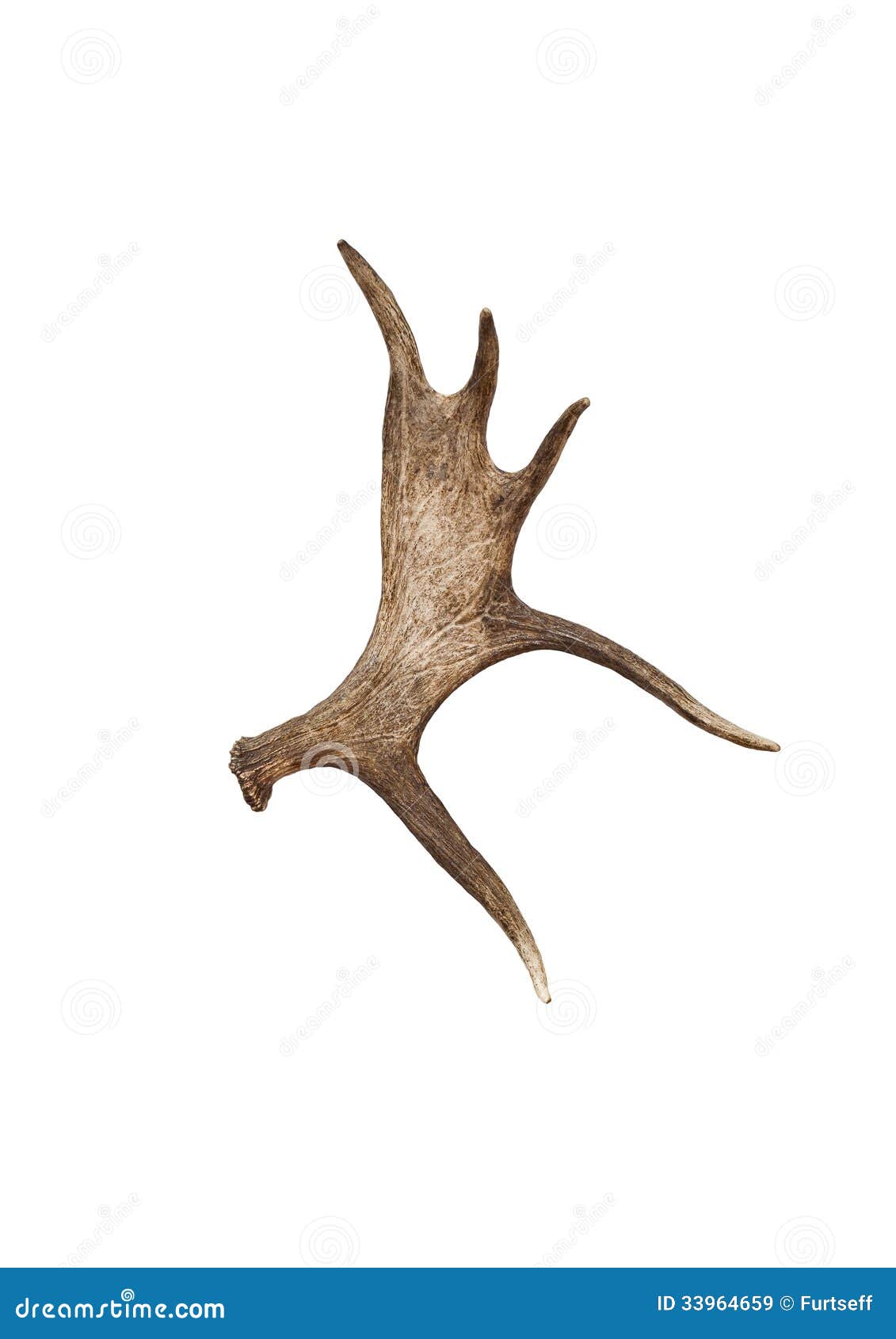 Elk horn stock image. Image of animals, hunting, closeup 33964659