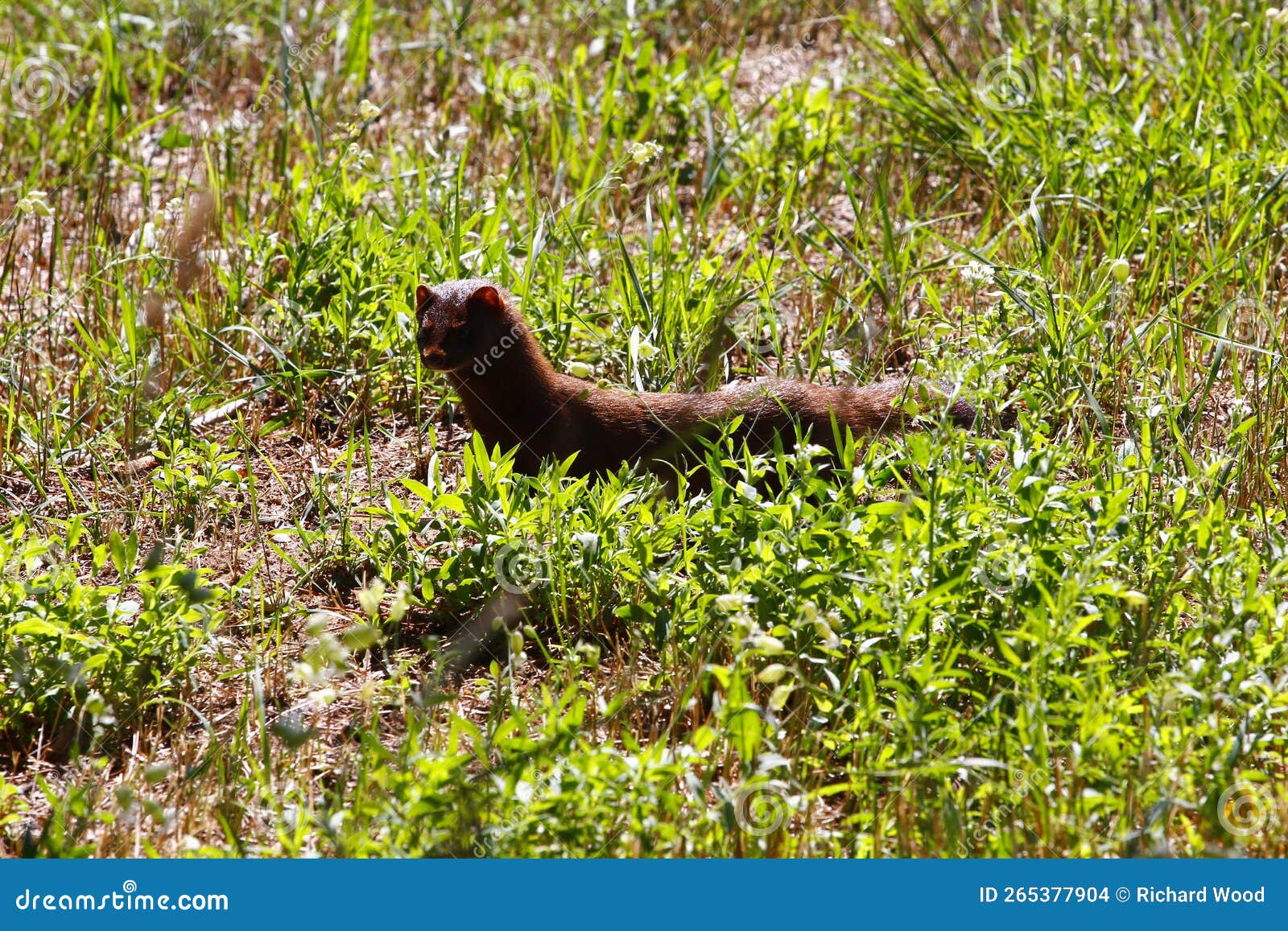 Mink, Elk Lake, Michigan stock photo. Image of travel 265377904