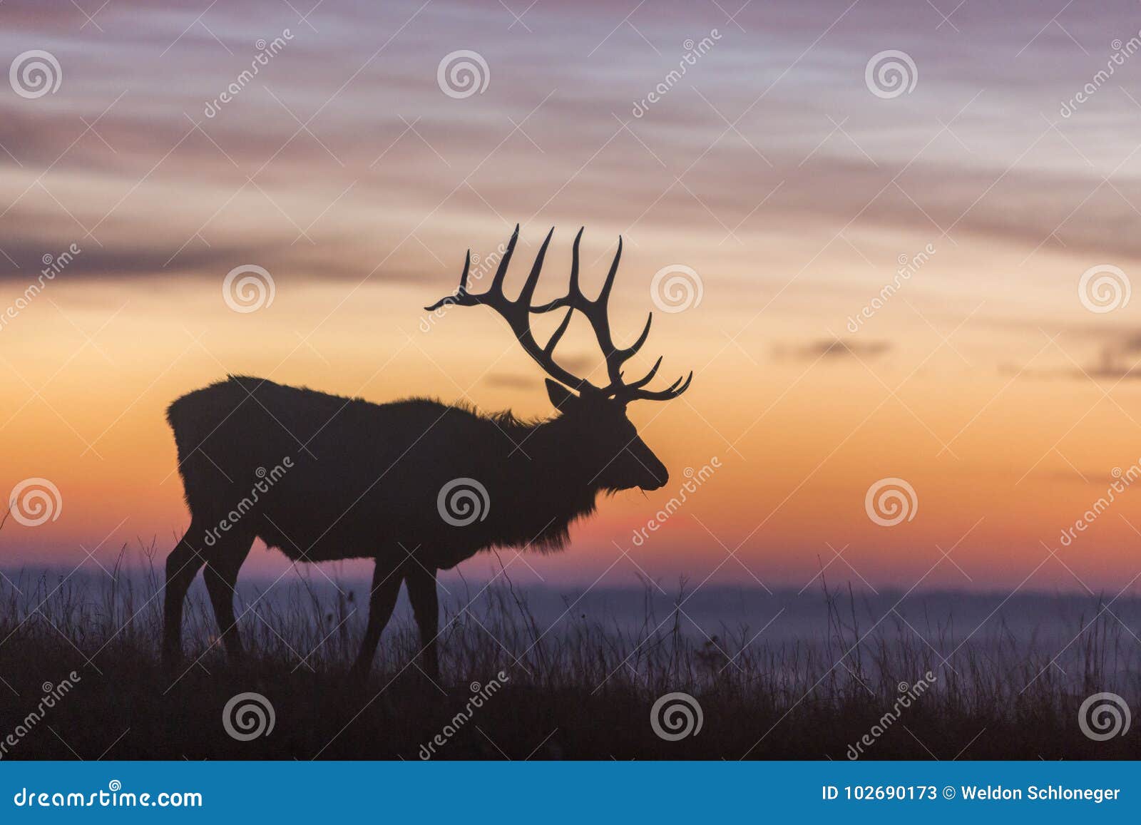 elk silhouette at sunrise