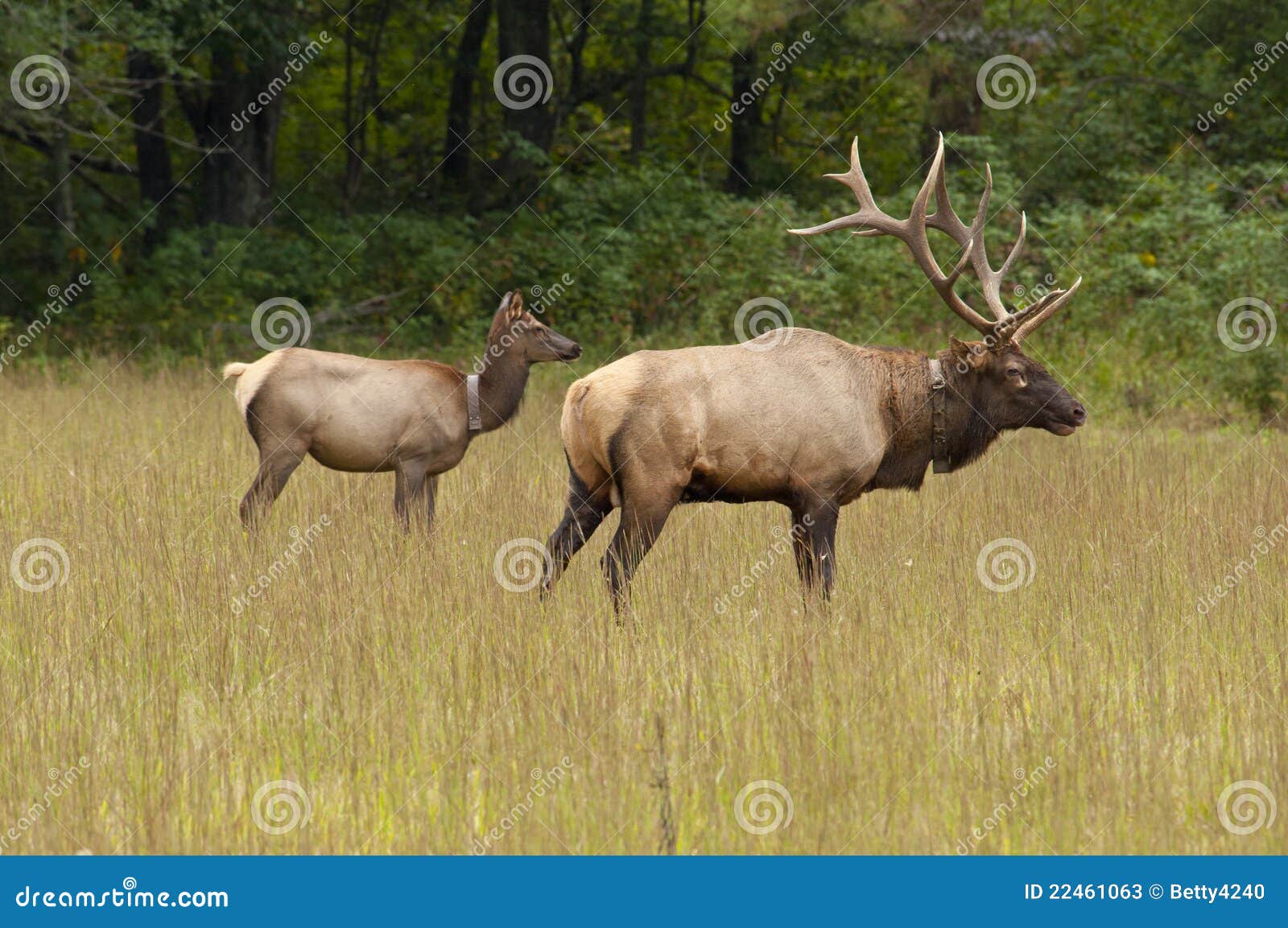 Elk Male and Female in Rutt Stock Image Image of smoky, cataloochee