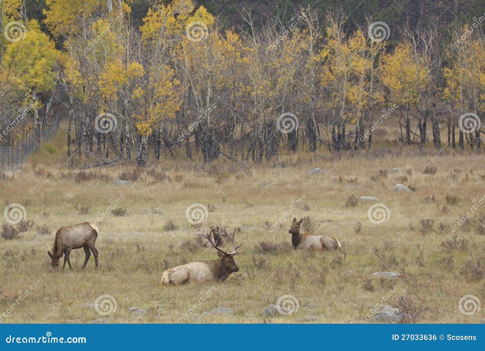 Elk in Meadow stock photo. Image of deer, animals, mammal 27033636