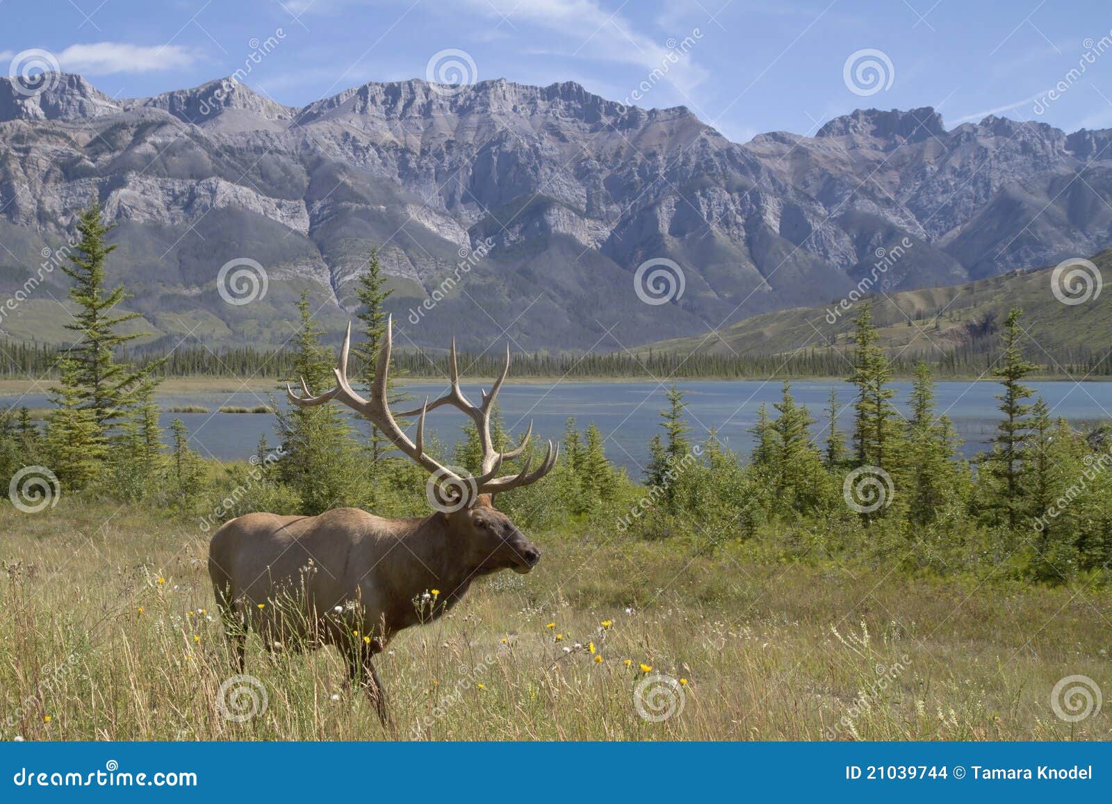 Elk in the mountains stock photo. Image of tree, antlers 