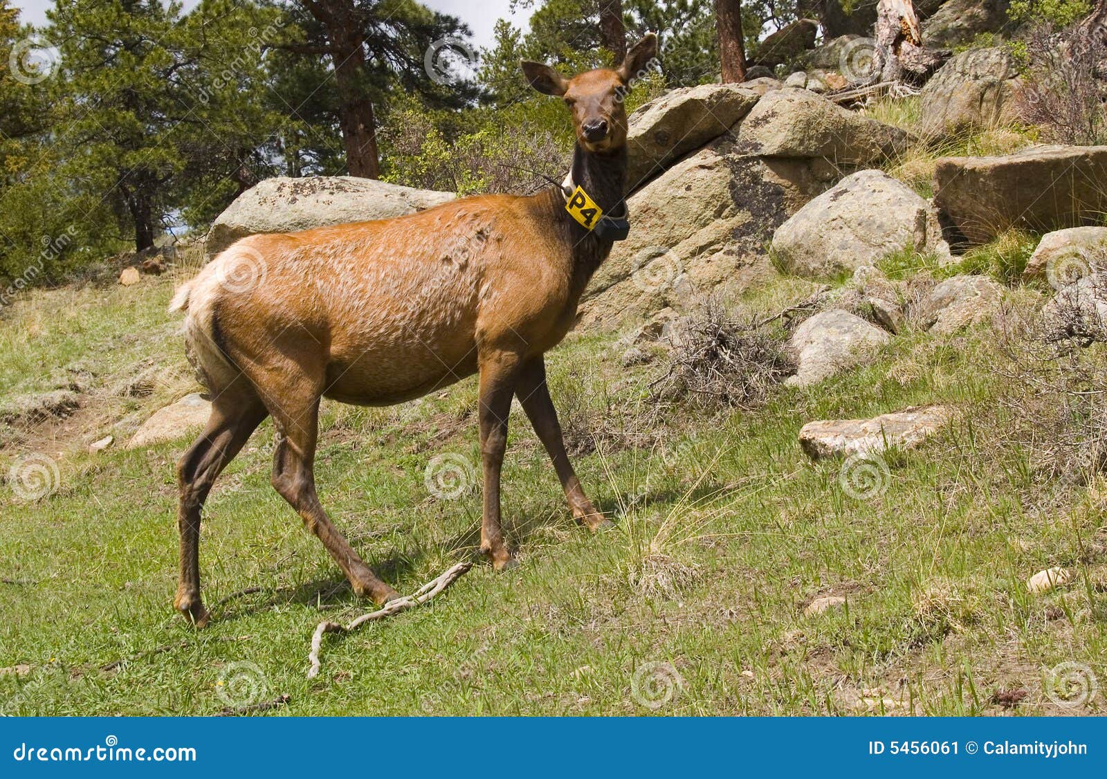 Elk Radio Collar stock image. Image of animal, deer, identification