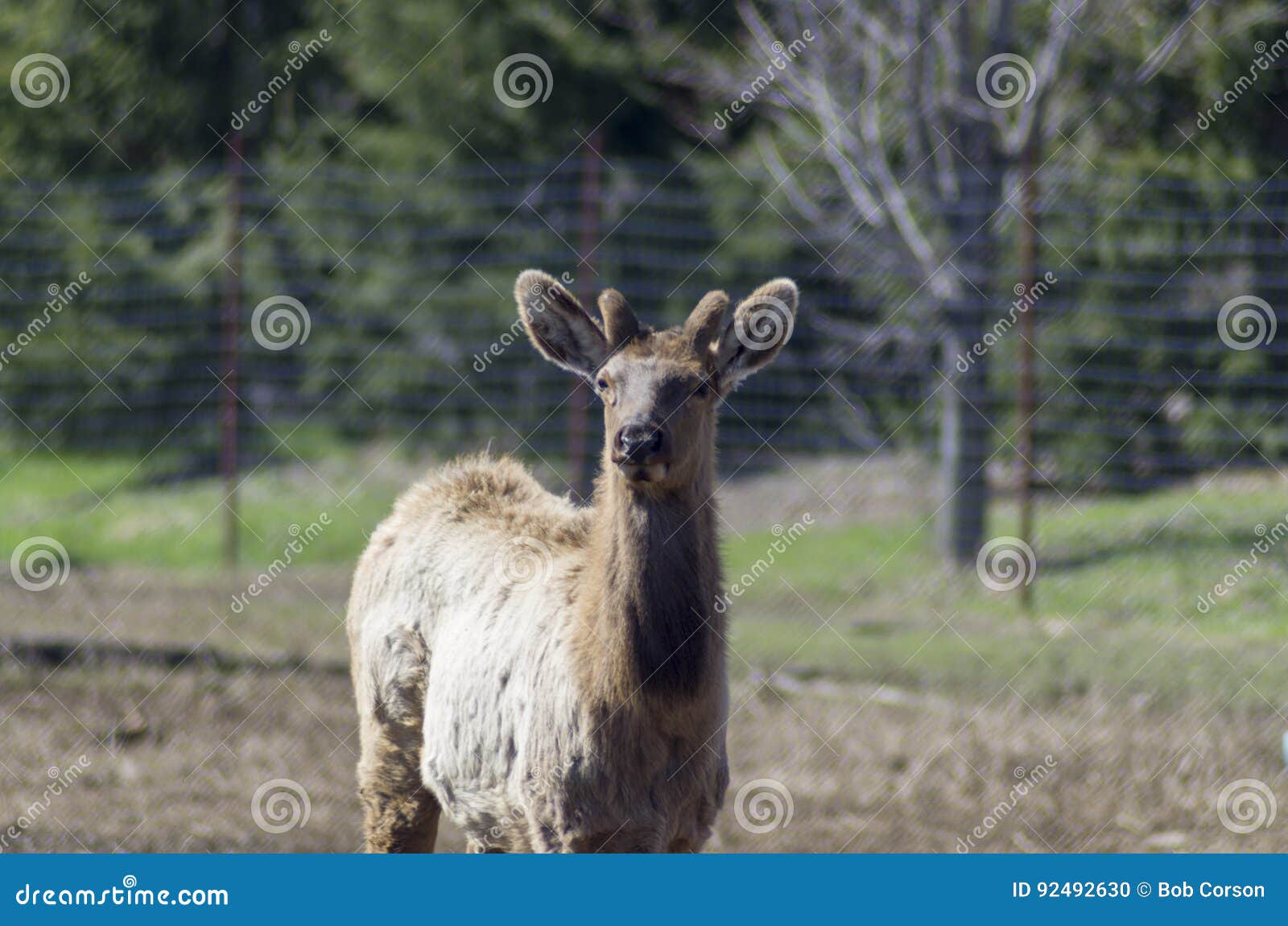 Elk, Red Tailed Deer or Wapiti Stock Photo Image of value, land 92492630