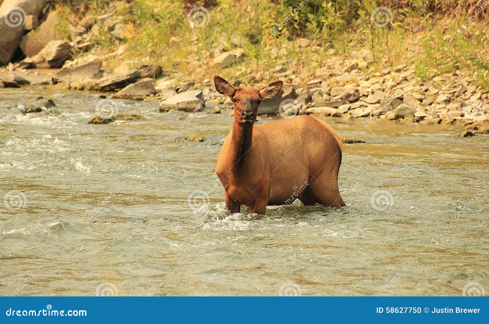 elk - river crossing 03