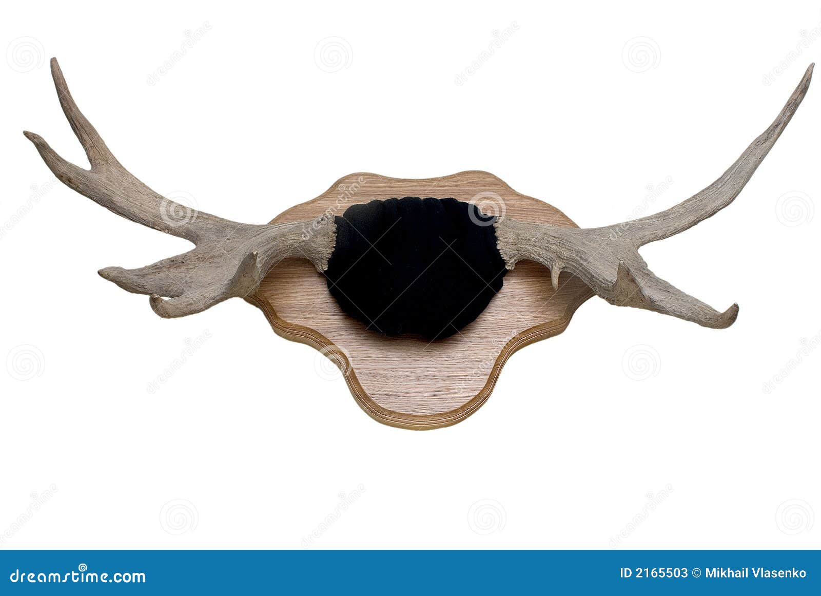Elk s horn stock illustration. Illustration of mammal 2165503