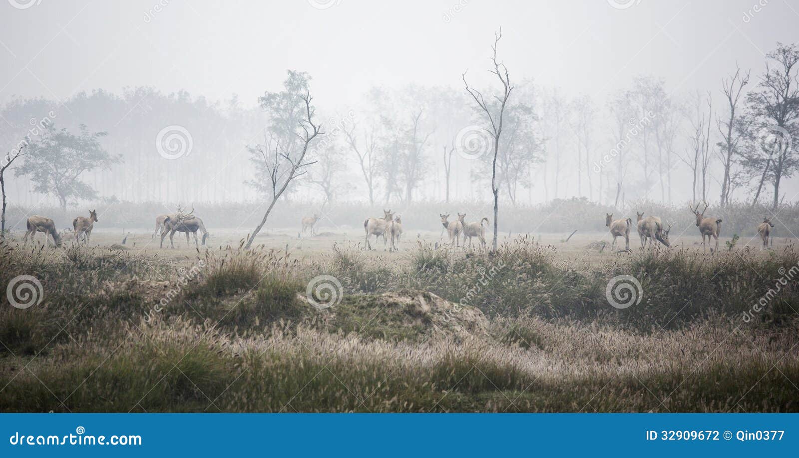 Elk (scientific Name: Elaphurus Davidianus) Stock Photo - Image of