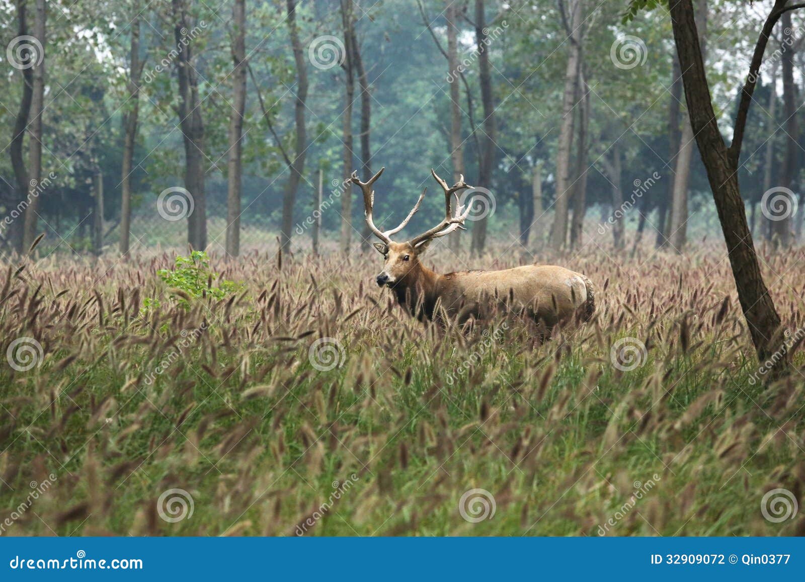 Elk (scientific Name: Elaphurus Davidianus) Stock Photo - Image of