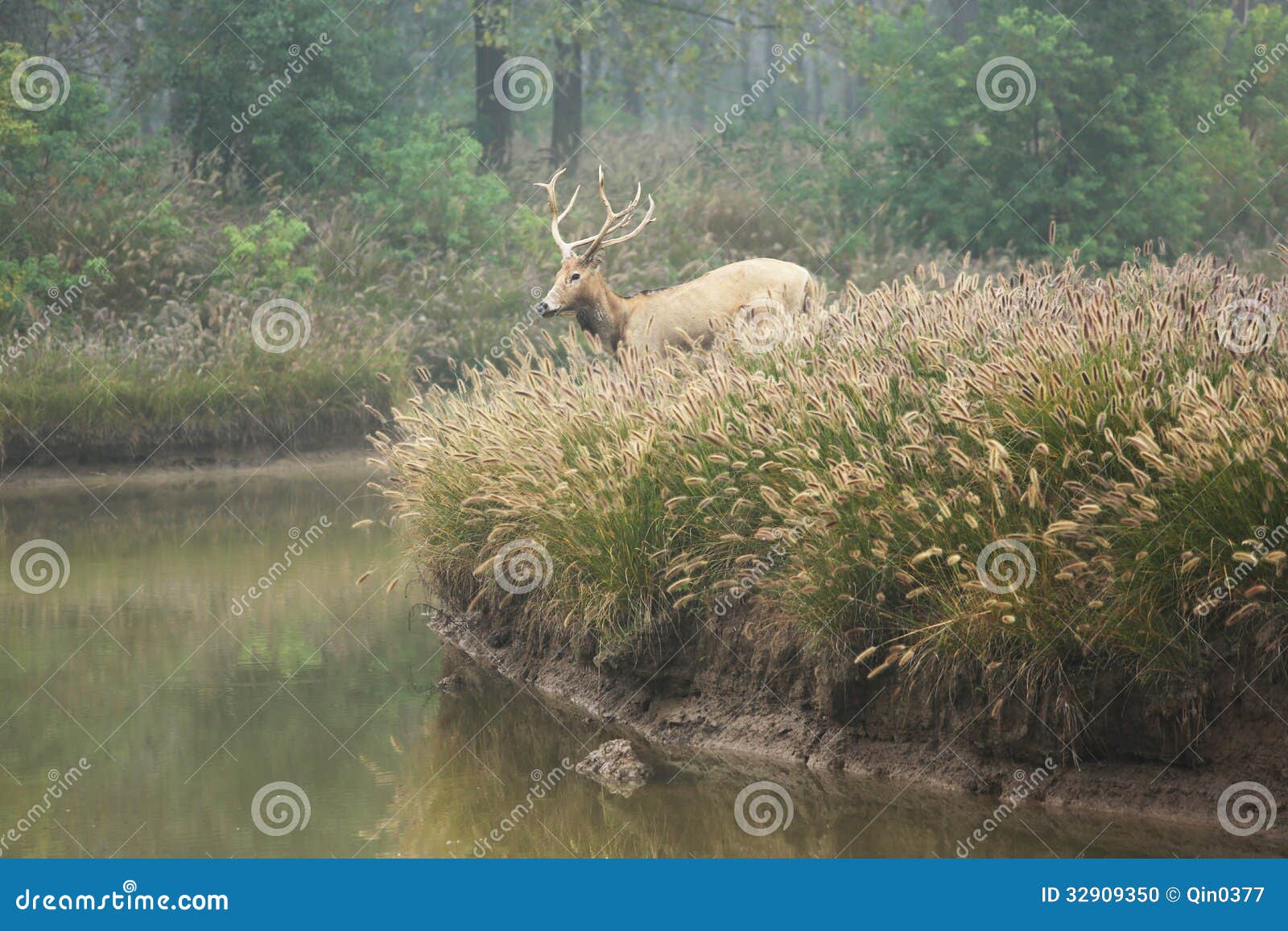 Elk (scientific Name: Elaphurus Davidianus) Stock Photo - Image of