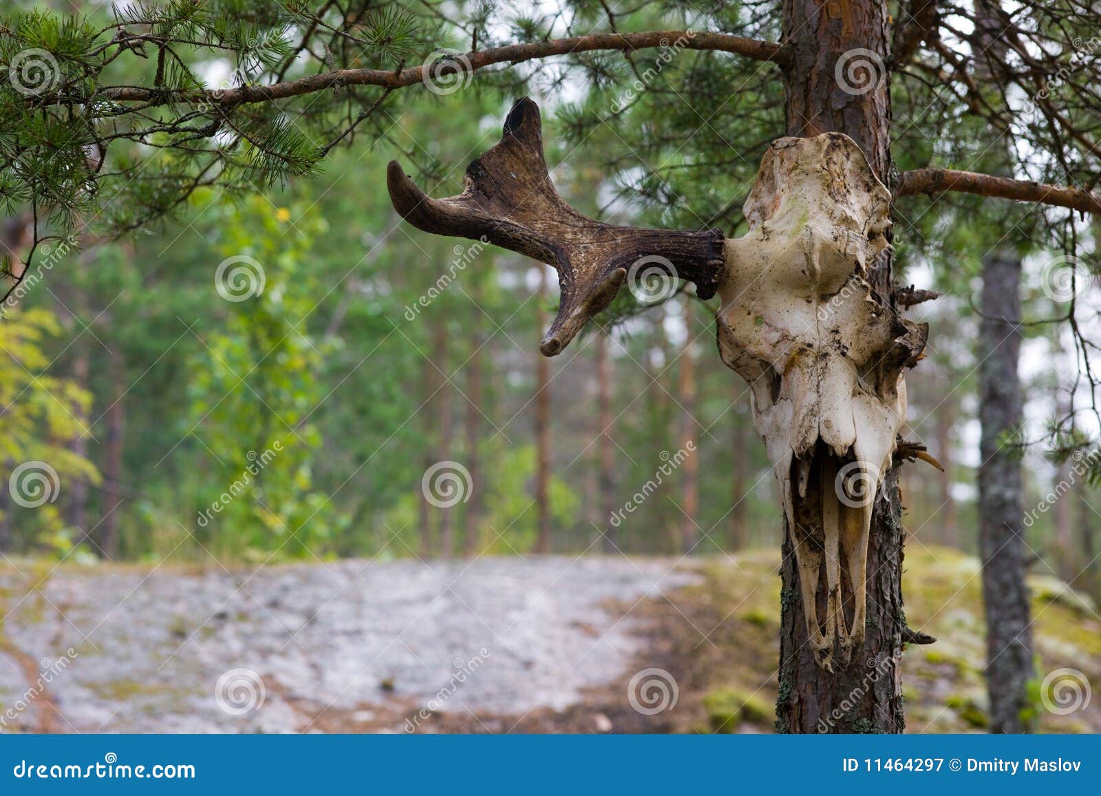 Elk skull stock image. Image of nature, life, horn, wildlife - 11464297