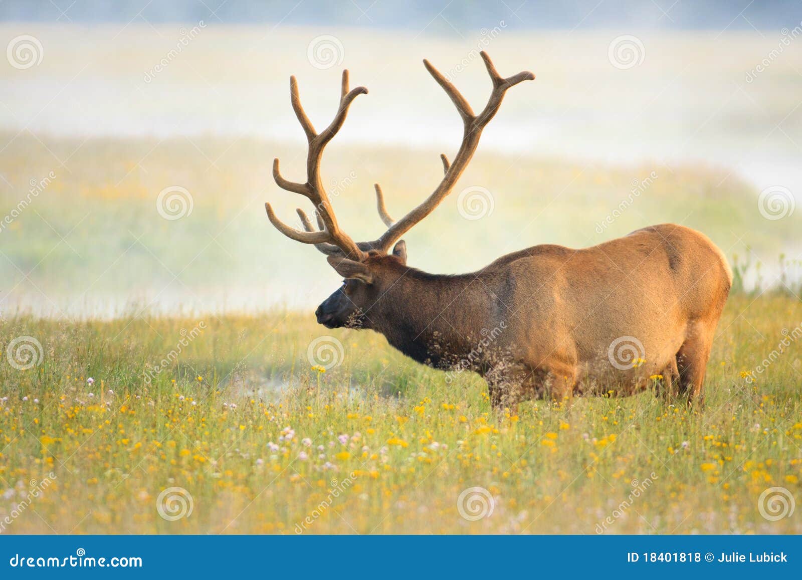 Elk Standing in Field of Deep Wild Flowers Stock Photo Image of