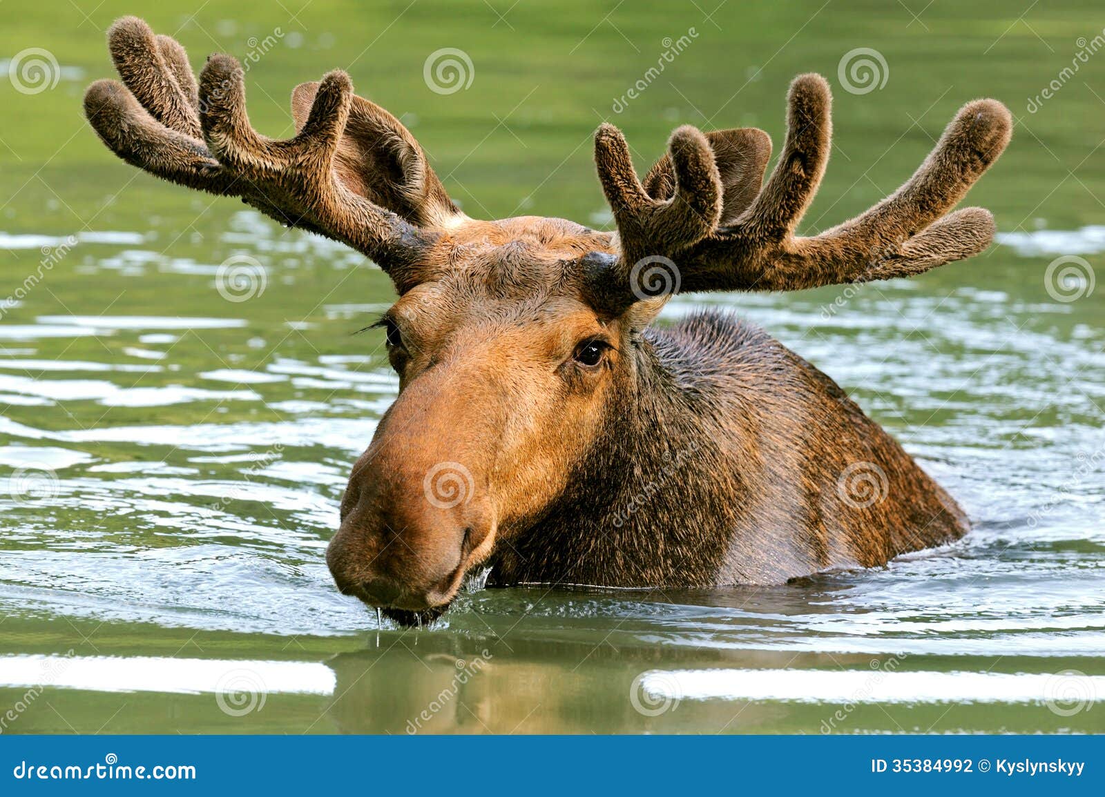 The elk stock photo. Image of forest, animal, water, nature 35384992