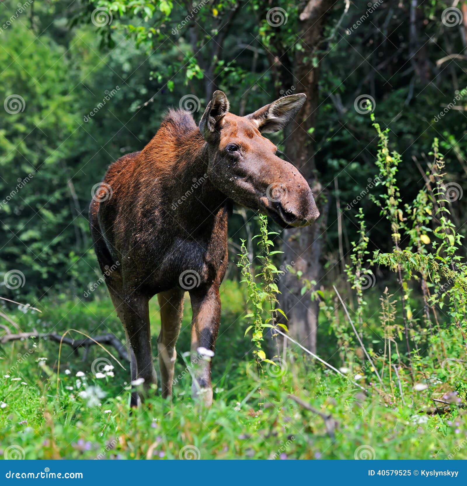 Elk stock image. Image of cautious, summer, vegetation 40579525