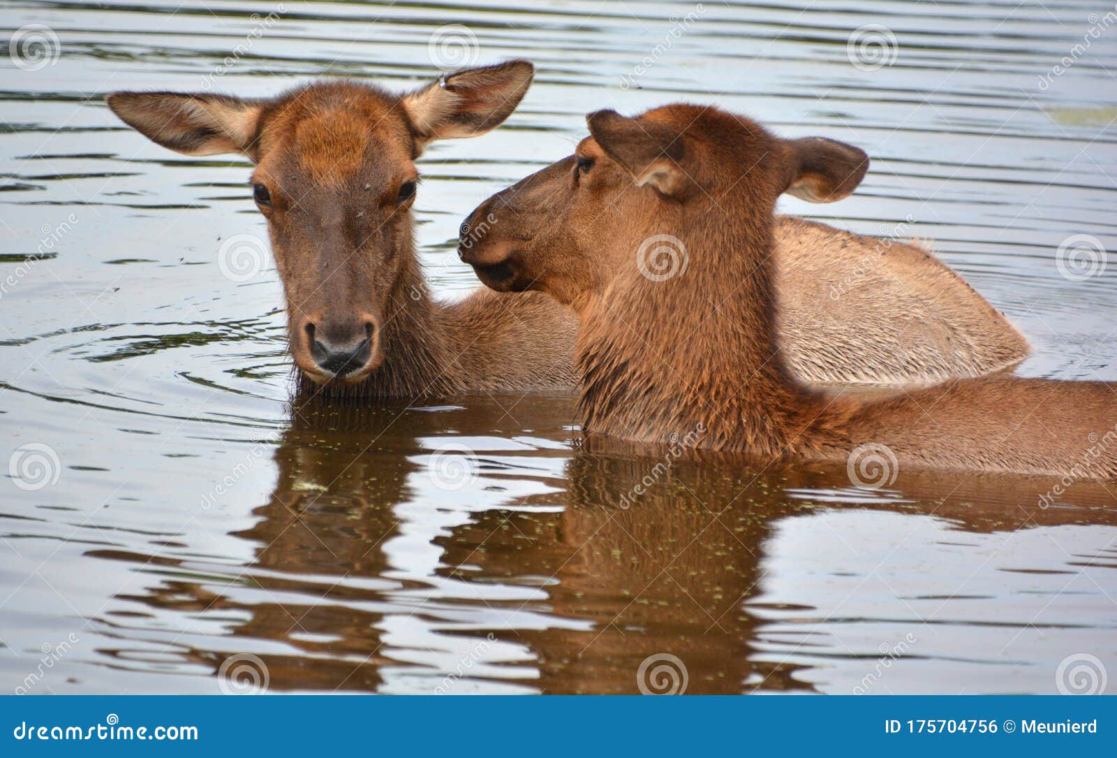 The Elk, or Wapiti is One of the Largest Species within the Deer Family, Cervidae, Stock Photo - Image of animal, bugling: 175704756 The Elk, or Wapiti is One of the Largest Species within the Deer Family, Cervidae, Stock Photo - Image of animal, bugling: 175704756