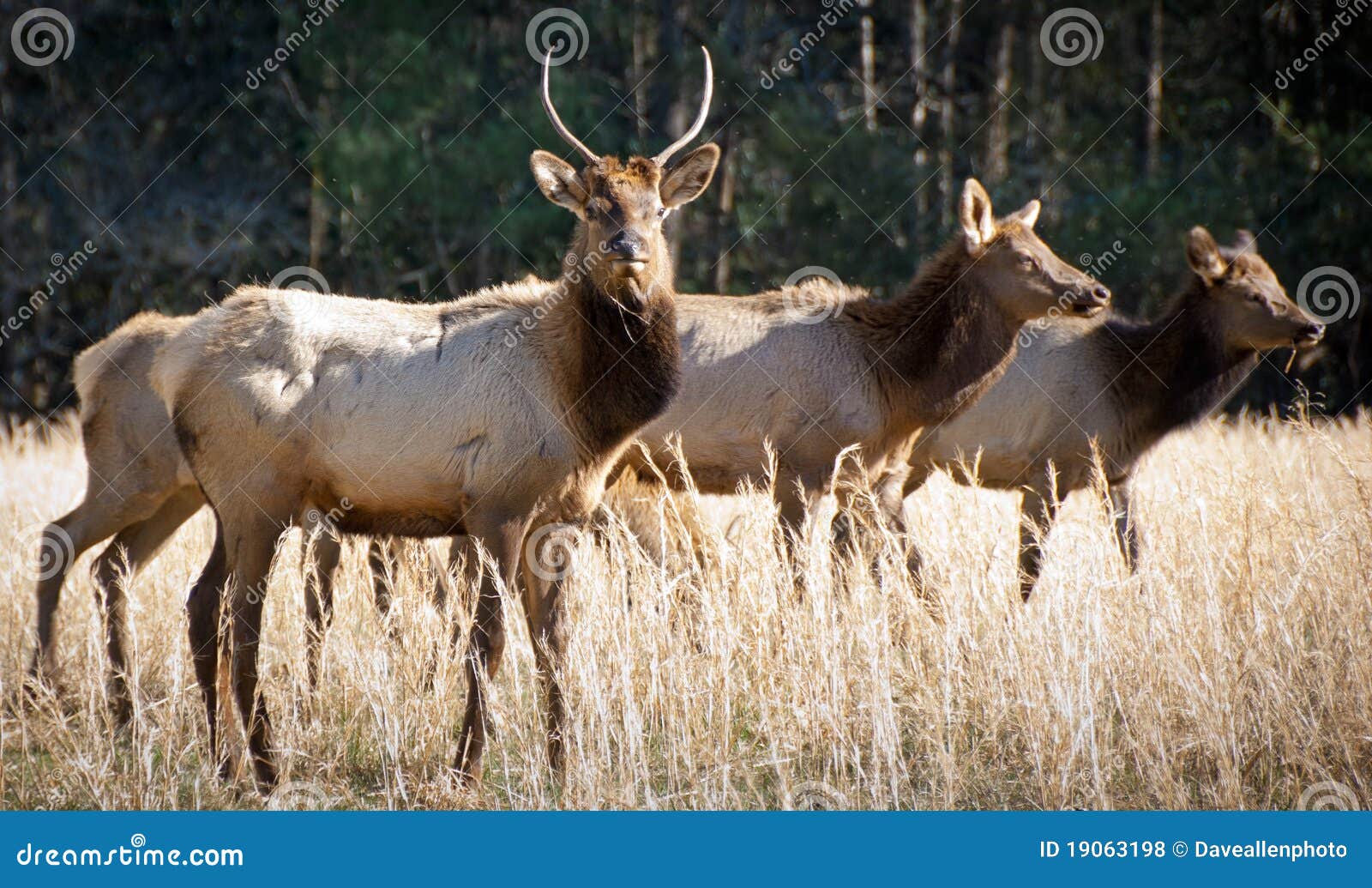 elk wildlife photography in great smoky mountains