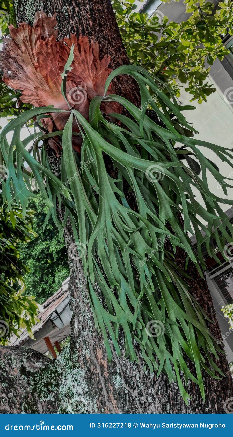 elkhorn fern or staghorn fern attached to a large tree grow abundantly and elongate