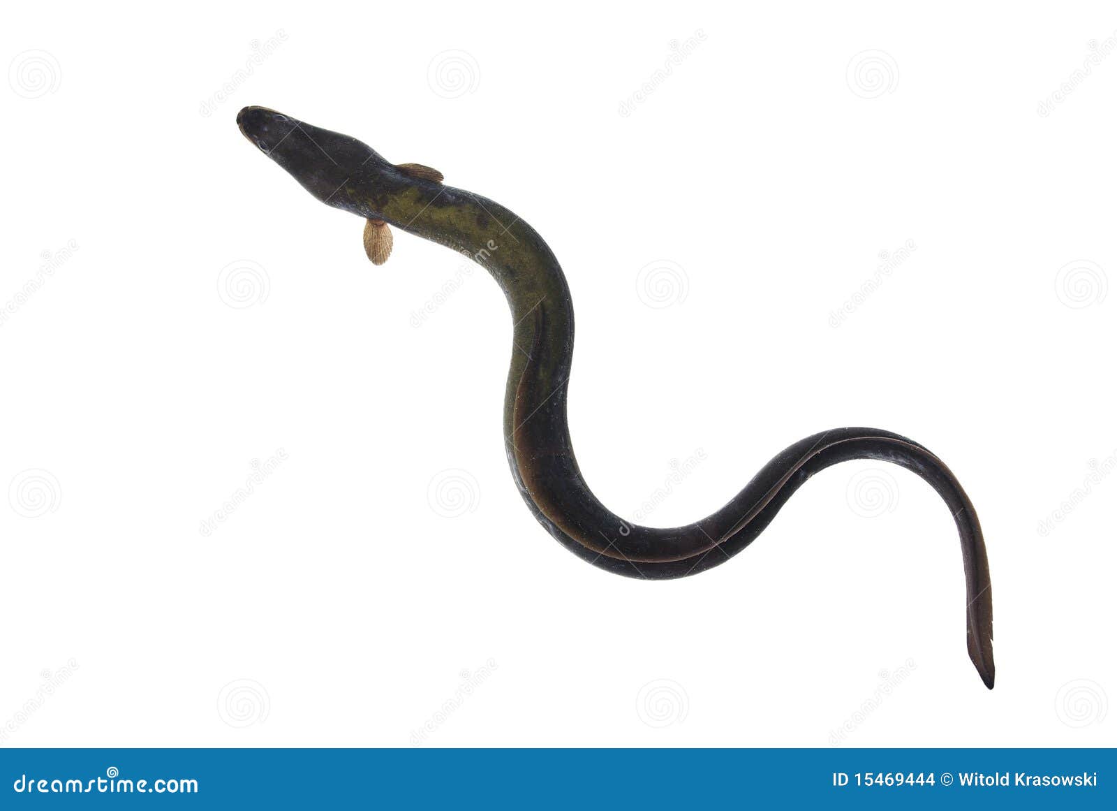 Ell stock photo. Image of animal, reef, lake, saltwater - 15469444
