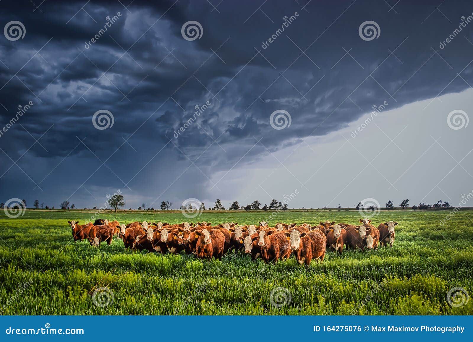 Ellis County, KS USA Cows Bracing Together for the Thunderstorm