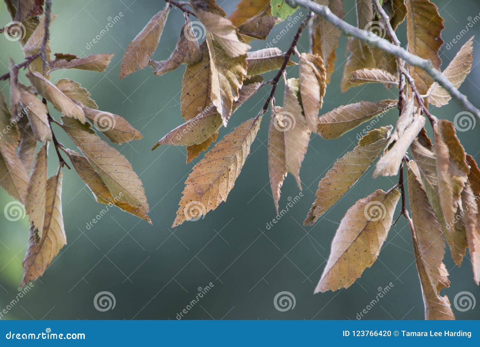 elm leaves in autumn, brown dried leaves macro