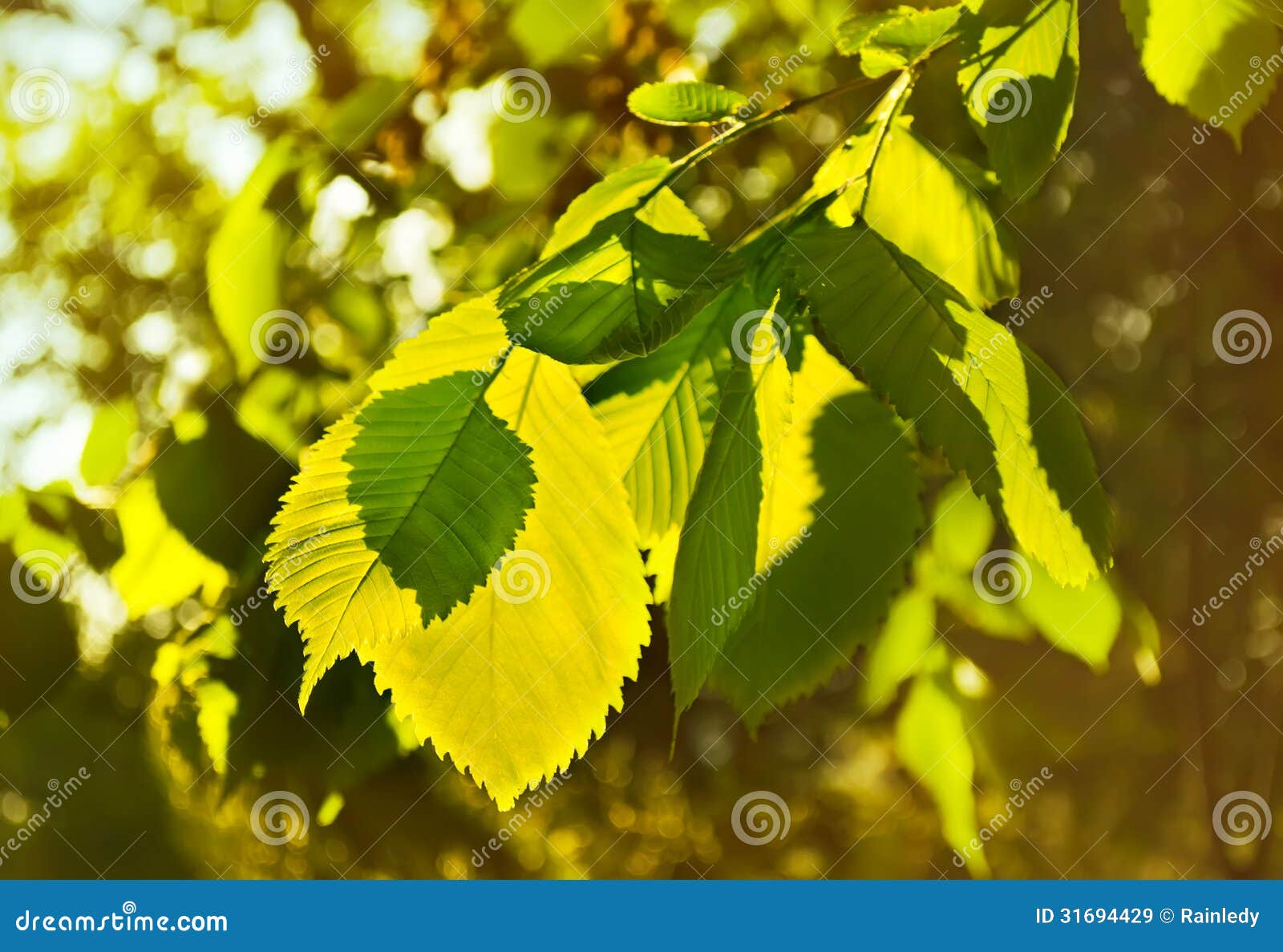 elm leaves in a beautiful backlit.