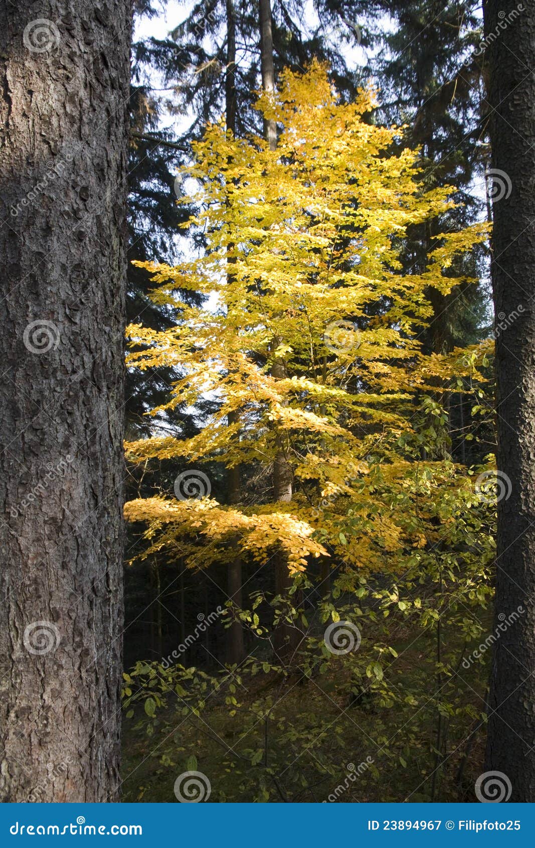 Elm leaves with yellow stock image. Image of landscape 23894967