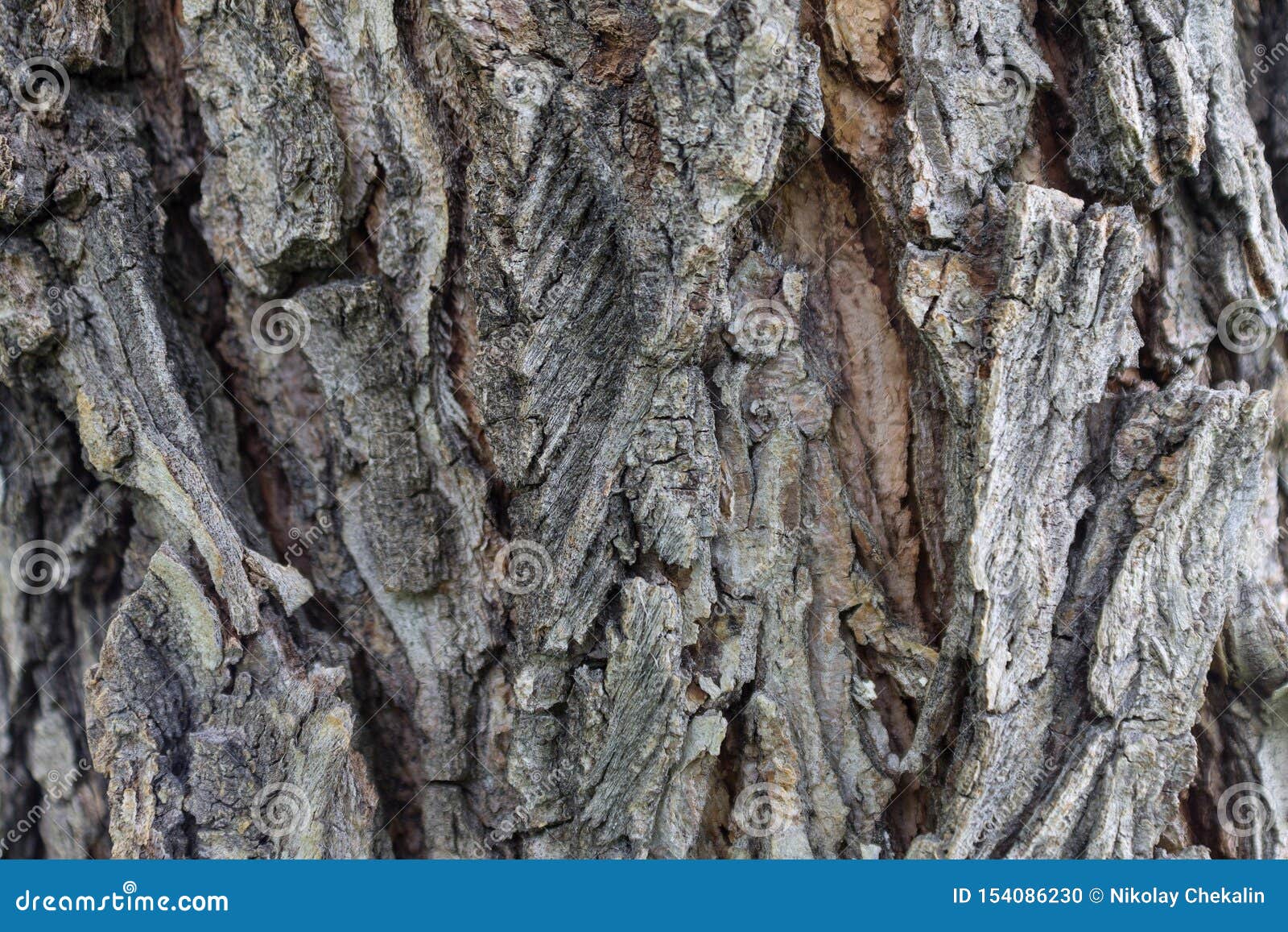 elm tree bark in growths and cracks close-up as background