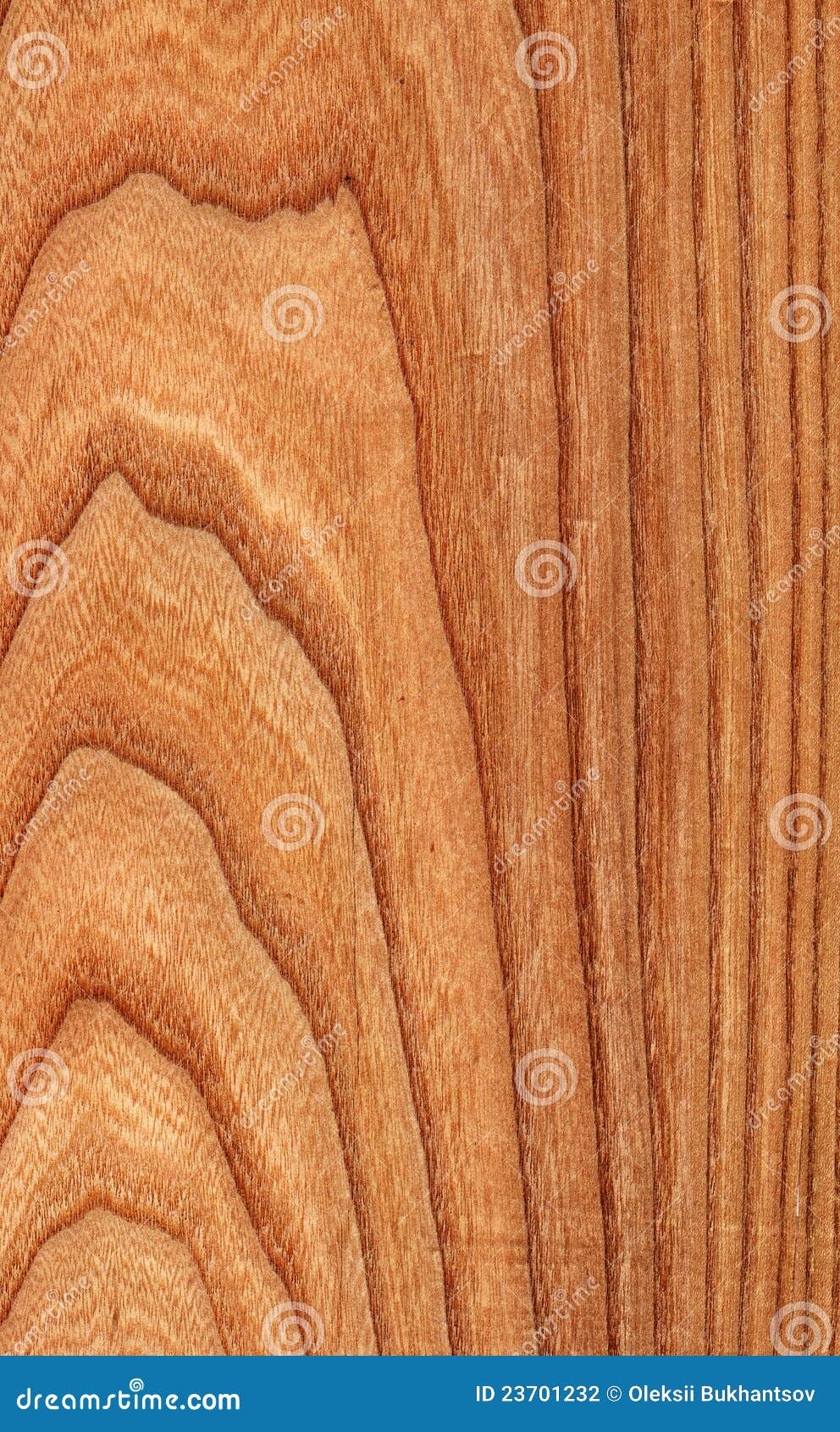 Elm (wood texture) stock photo. Image of board, lumber 23701232