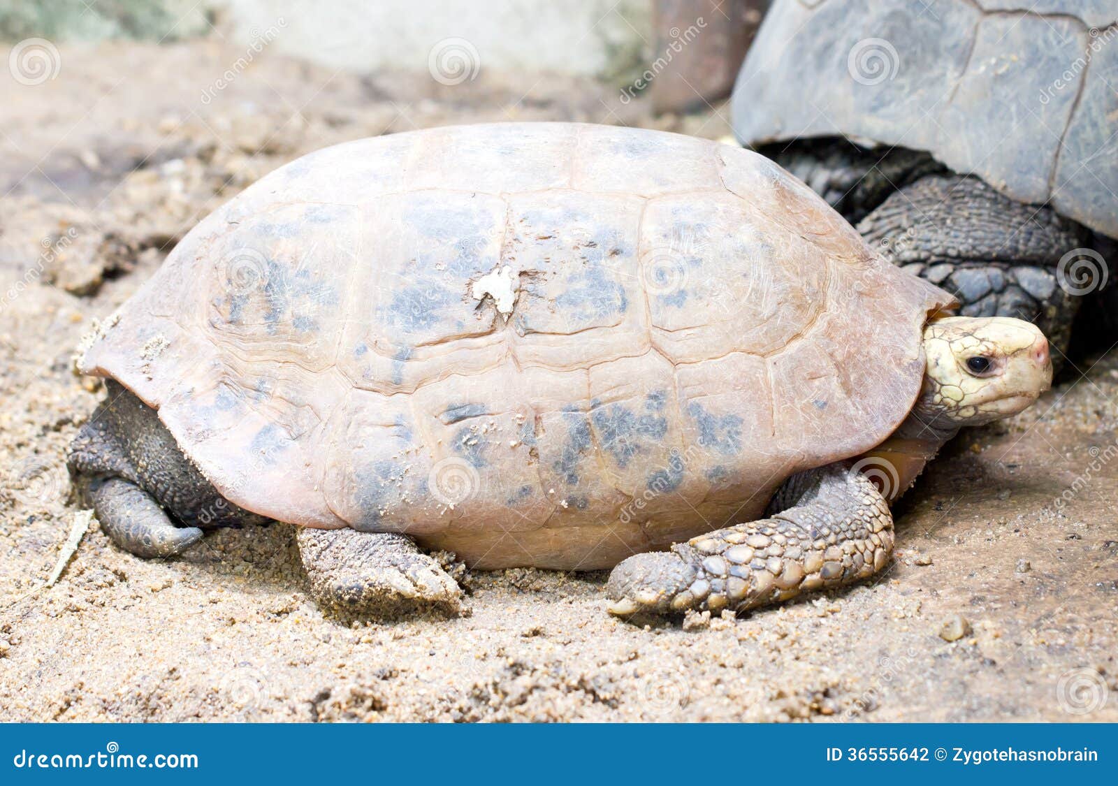 elongated tortoise turtle.