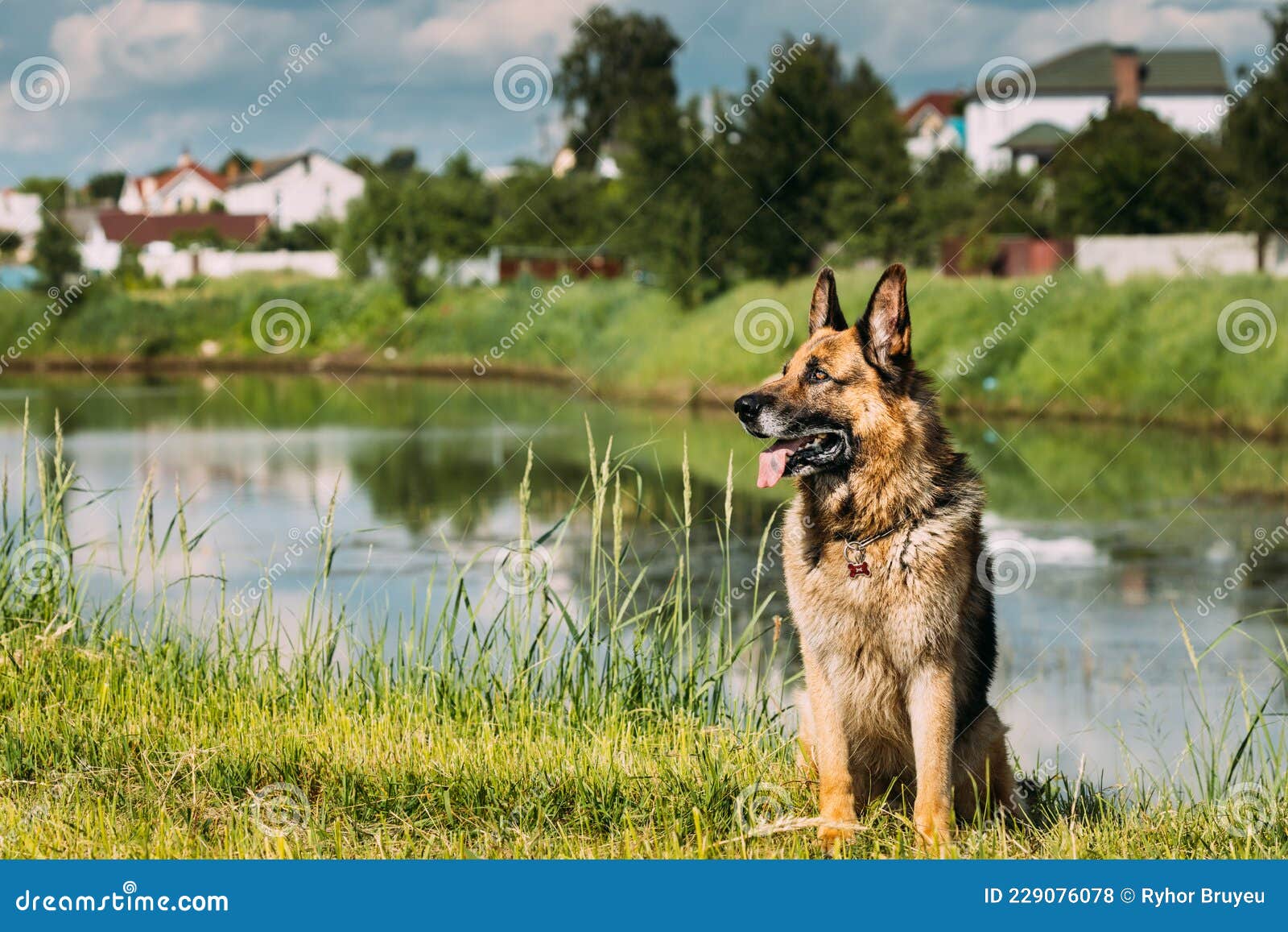 Elsässenhund am See Sitzend. Brauner Schäferhund Im Grünen Sommergras am  See Stockfoto - Bild von nett, hund: 229076078