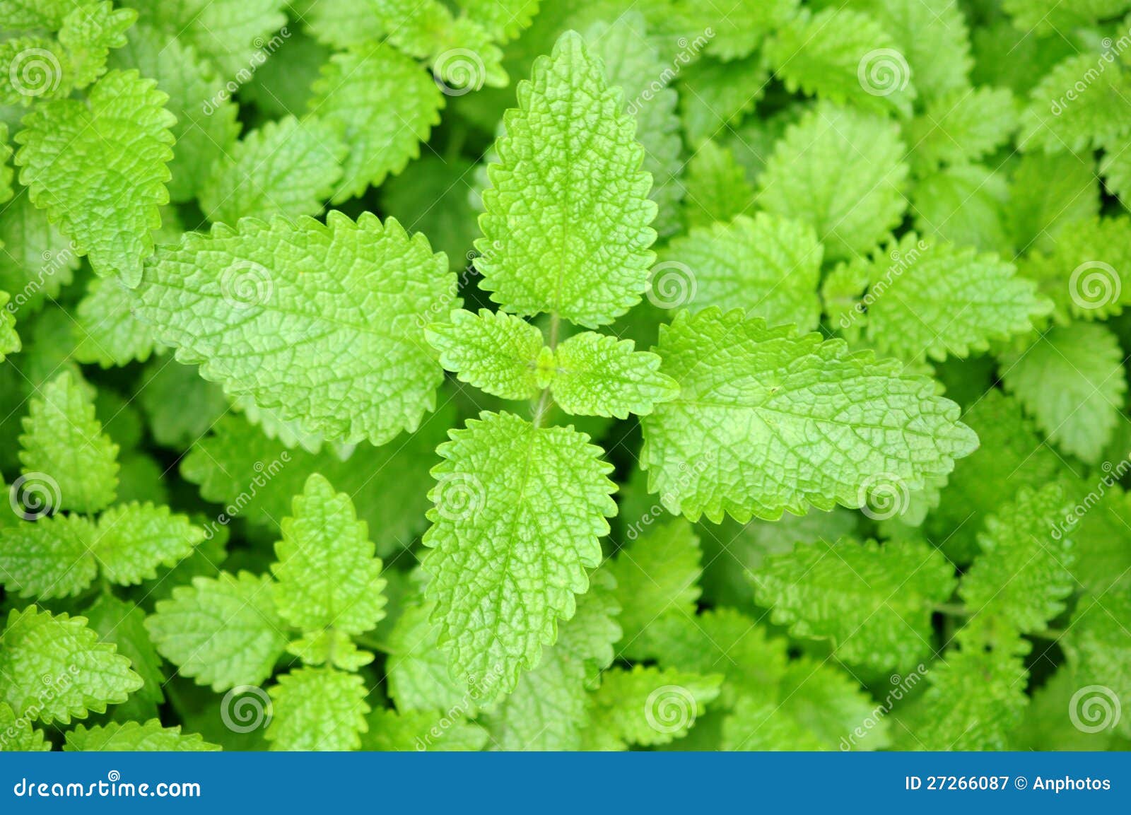 Elsholtziabaum im Garten stockbild. Bild von minze, pfefferminz 27266087