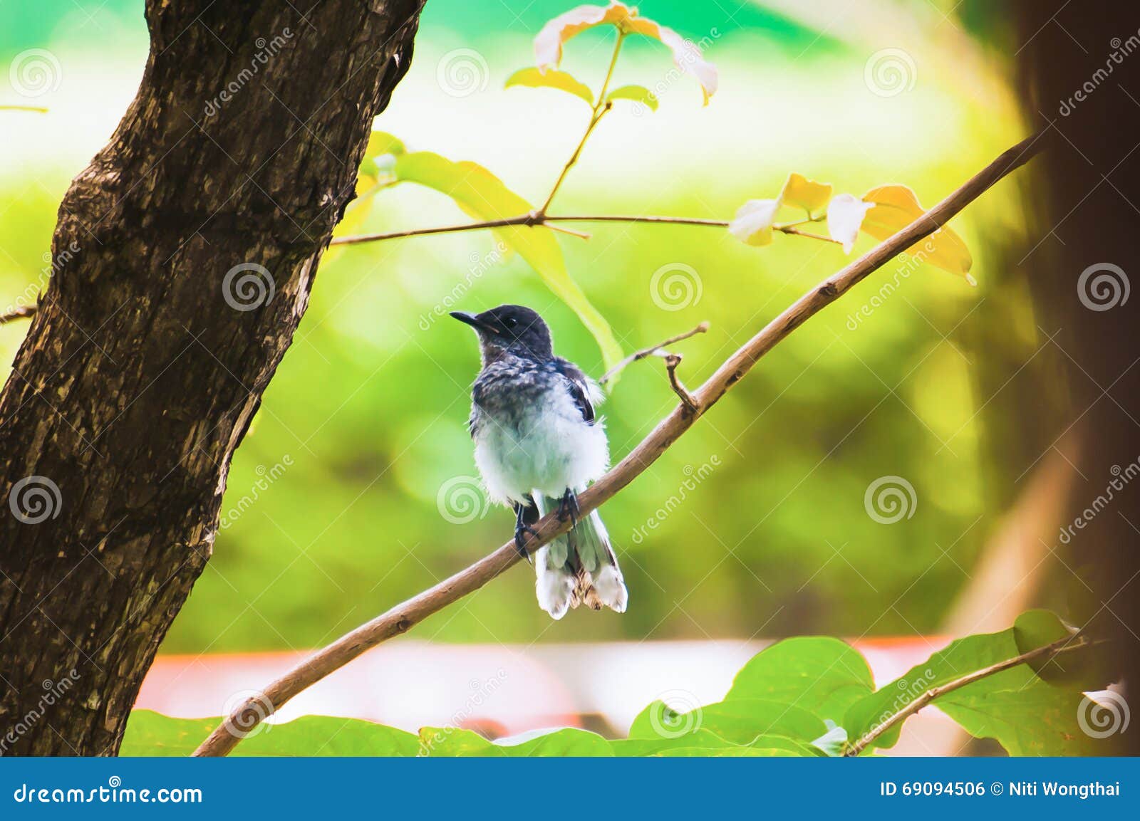 Elster, Die Im Garten Steht Stockfoto Bild von erhaltung, farbe 69094506