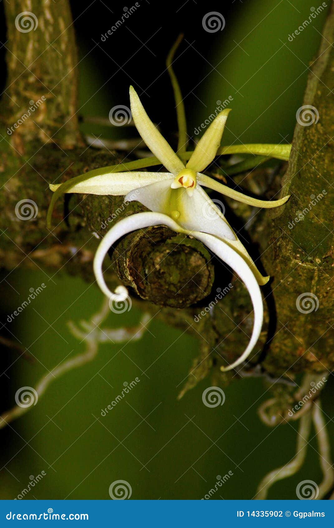 the elusive ghost orchid