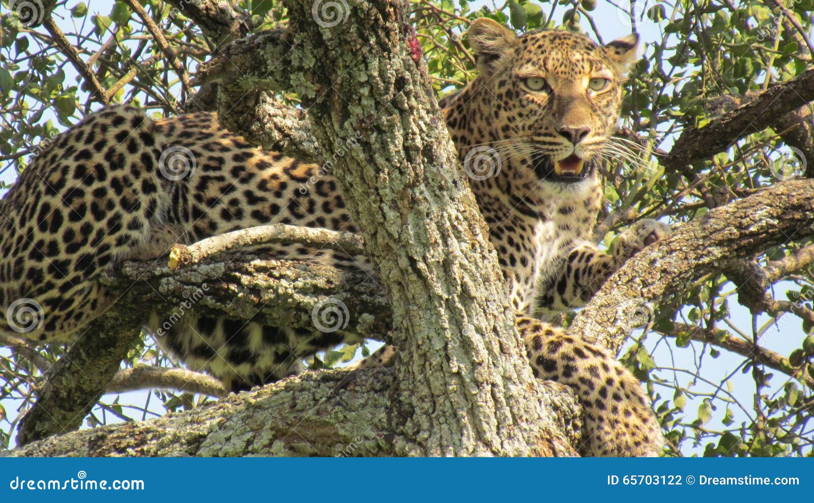 the elusive leopard