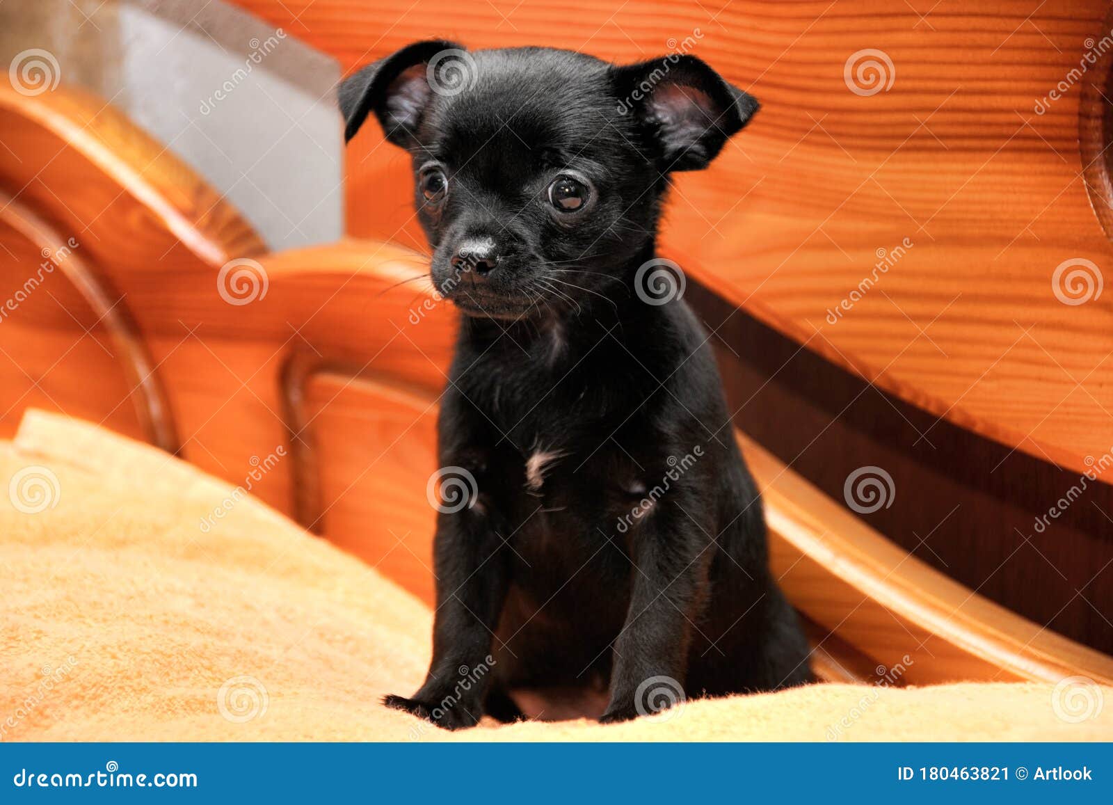 Black Short Haired Chihuahua Puppy On Bed Stock Image Image Of Puppies Sitting Black Short Haired Chihuahua Puppy On Bed Stock Image Image Of Puppies Sitting