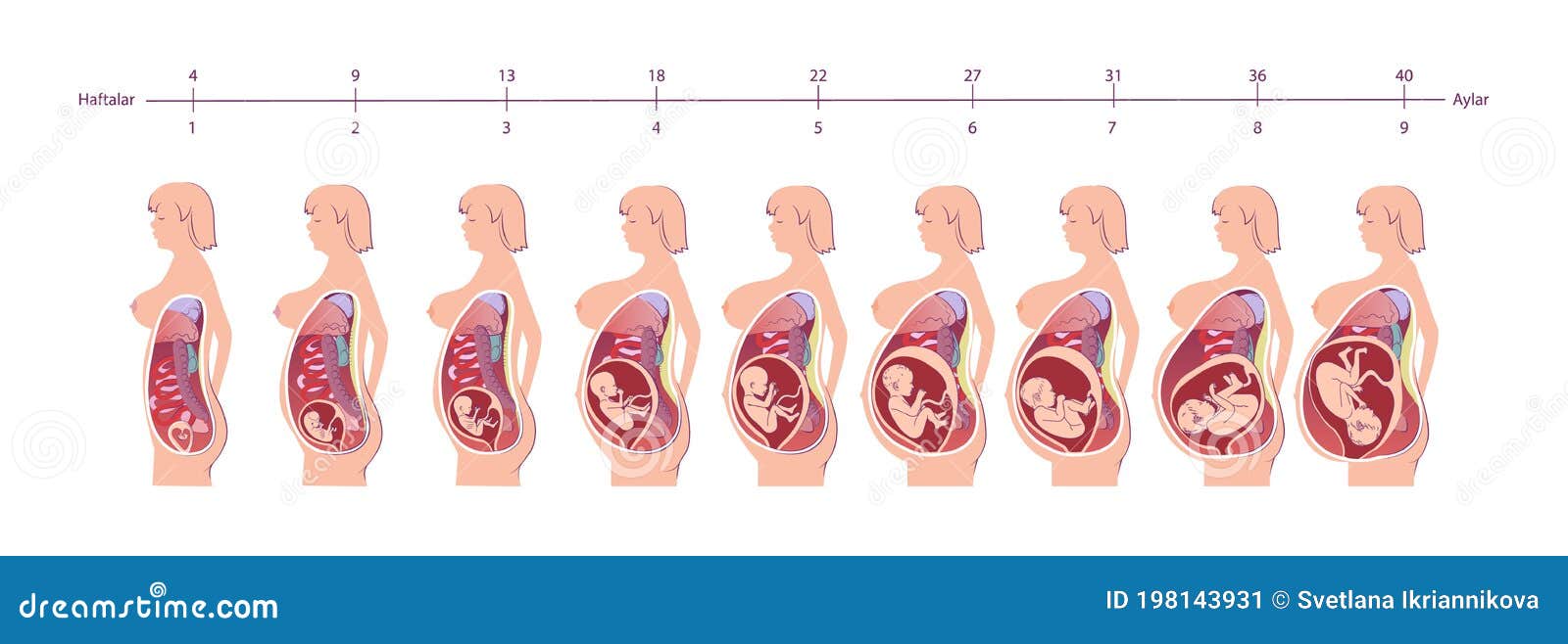 Embarazo Normal Anatomía Femenina Anatomía Infografía De Vectores
