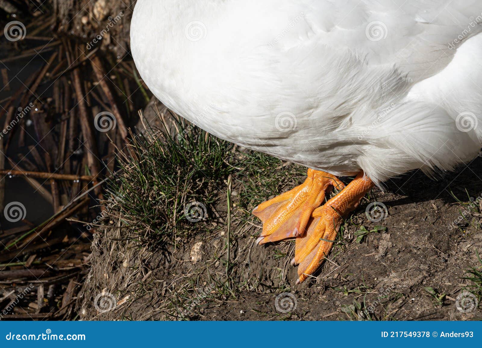 Get Embden Geese For Sale Australia PNG