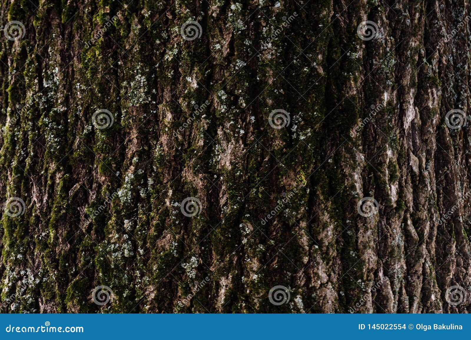 Embossed Texture of the Bark of a Tree with Moss on it. Wood Tree
