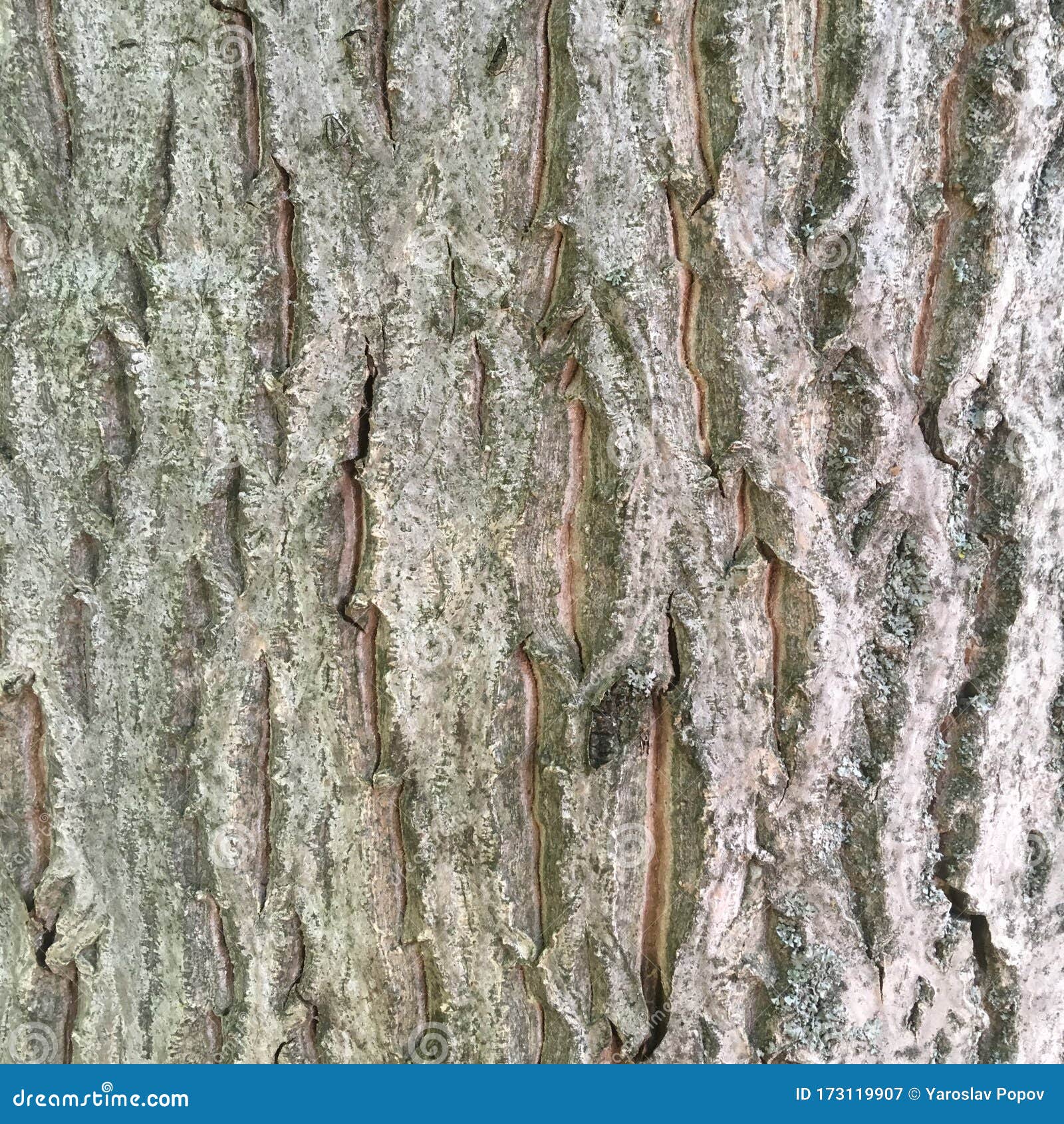 Embossed Texture Wallpaper. the Bark of a Young Tree Stock Image